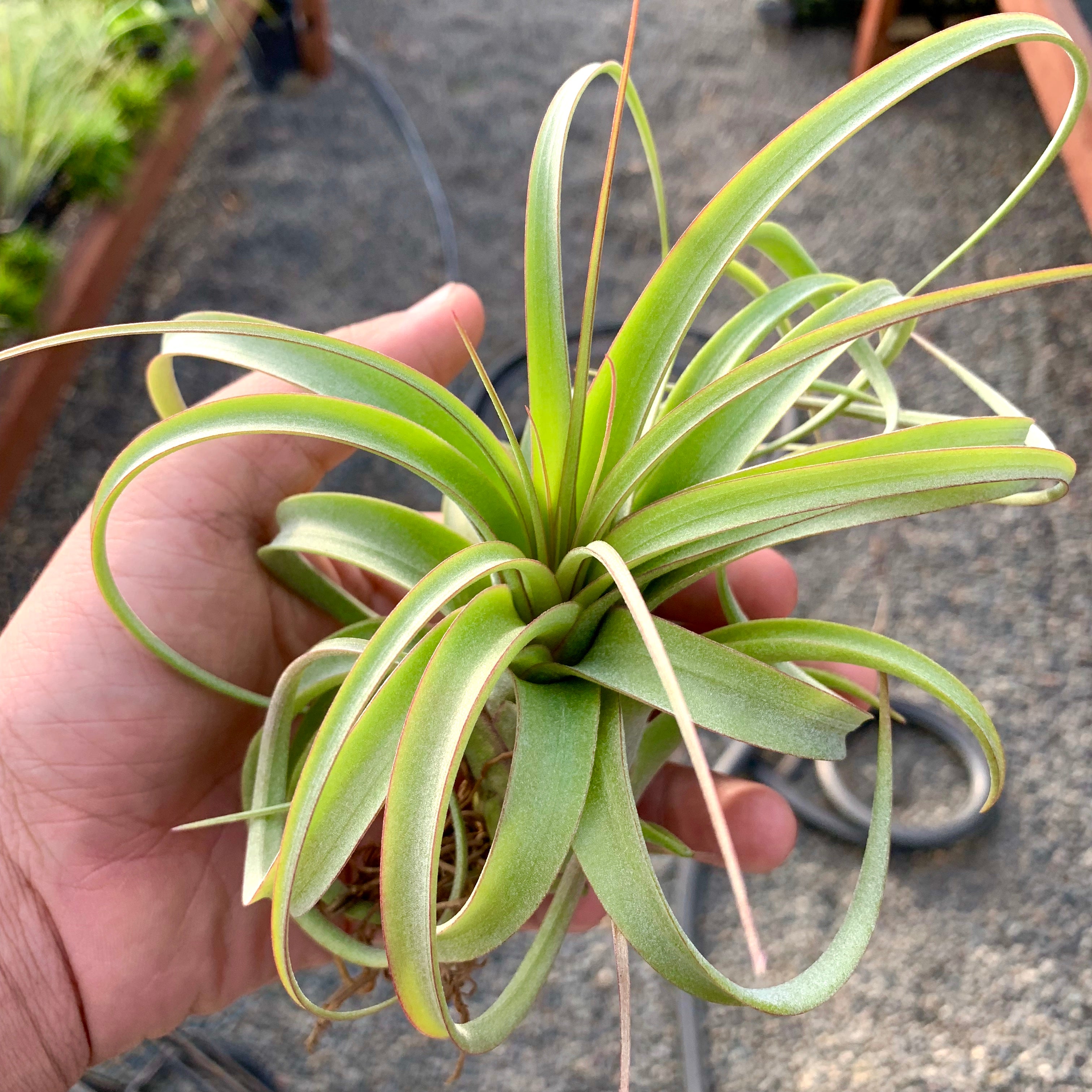 Elisa <br> (Concolor x Streptophylla) Tillandsia Air Plant Rare Round Share Recurving Houseplant