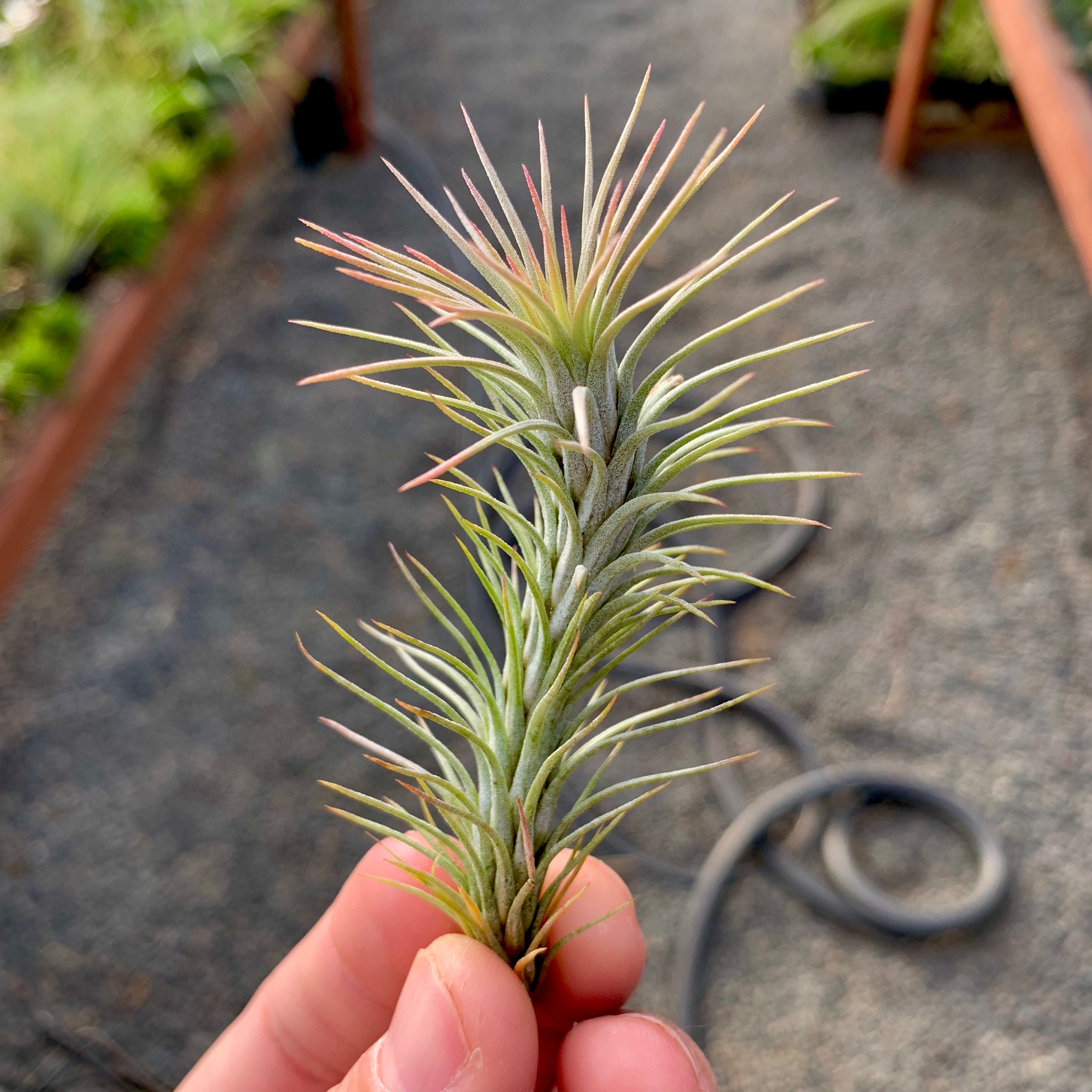 Funckiana <br> (Caterpillar Air Plant)