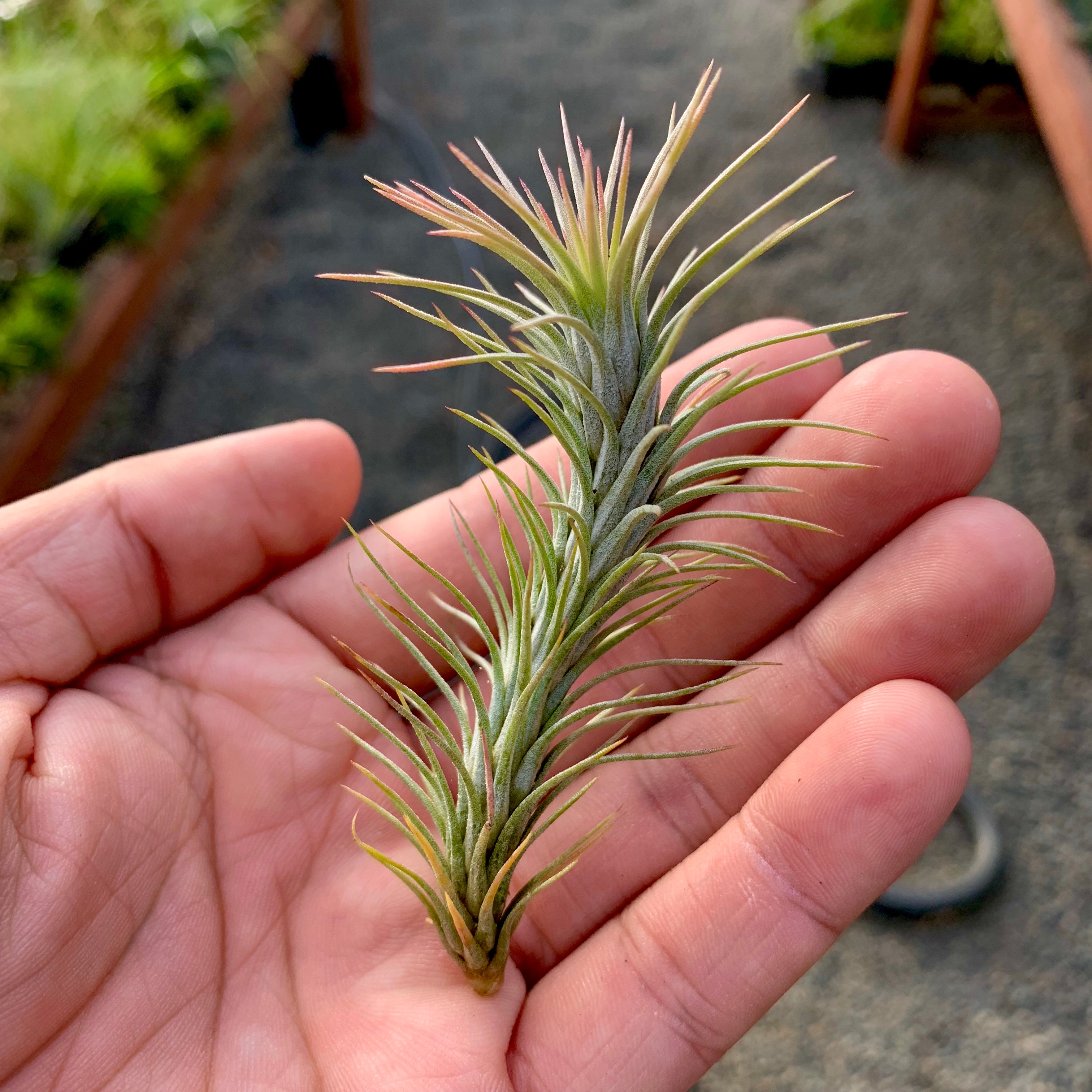 Funckiana <br> (Caterpillar Air Plant)