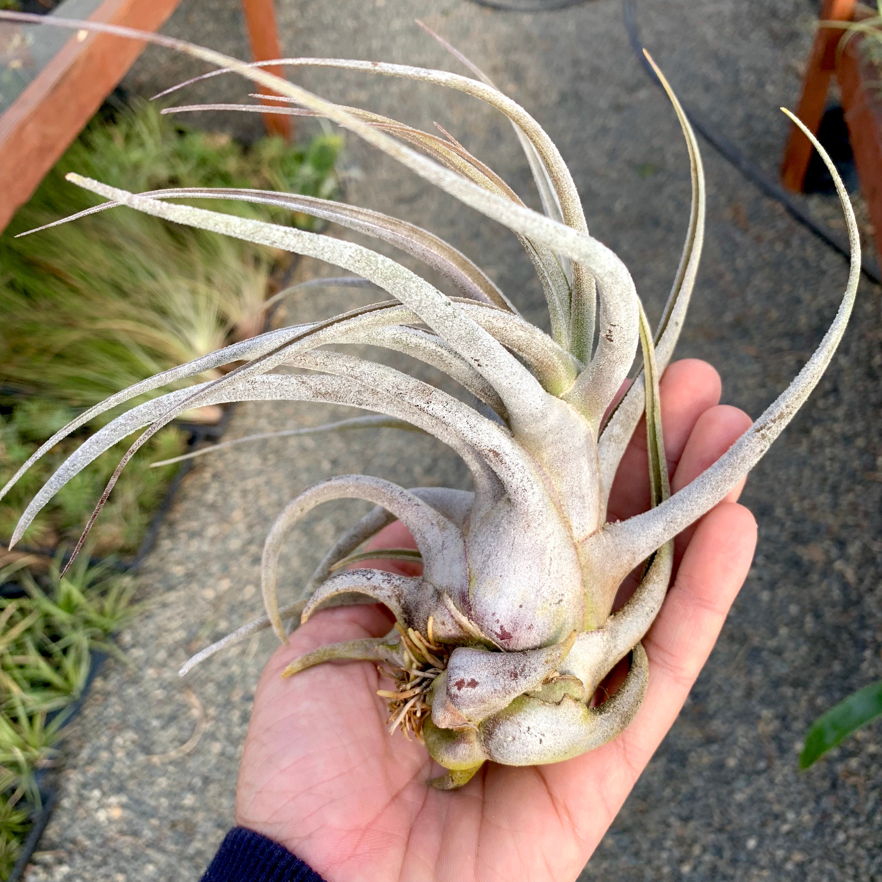 ehlersiana air plant Ehlersiana Giant Form (XL Back In Stock) XL