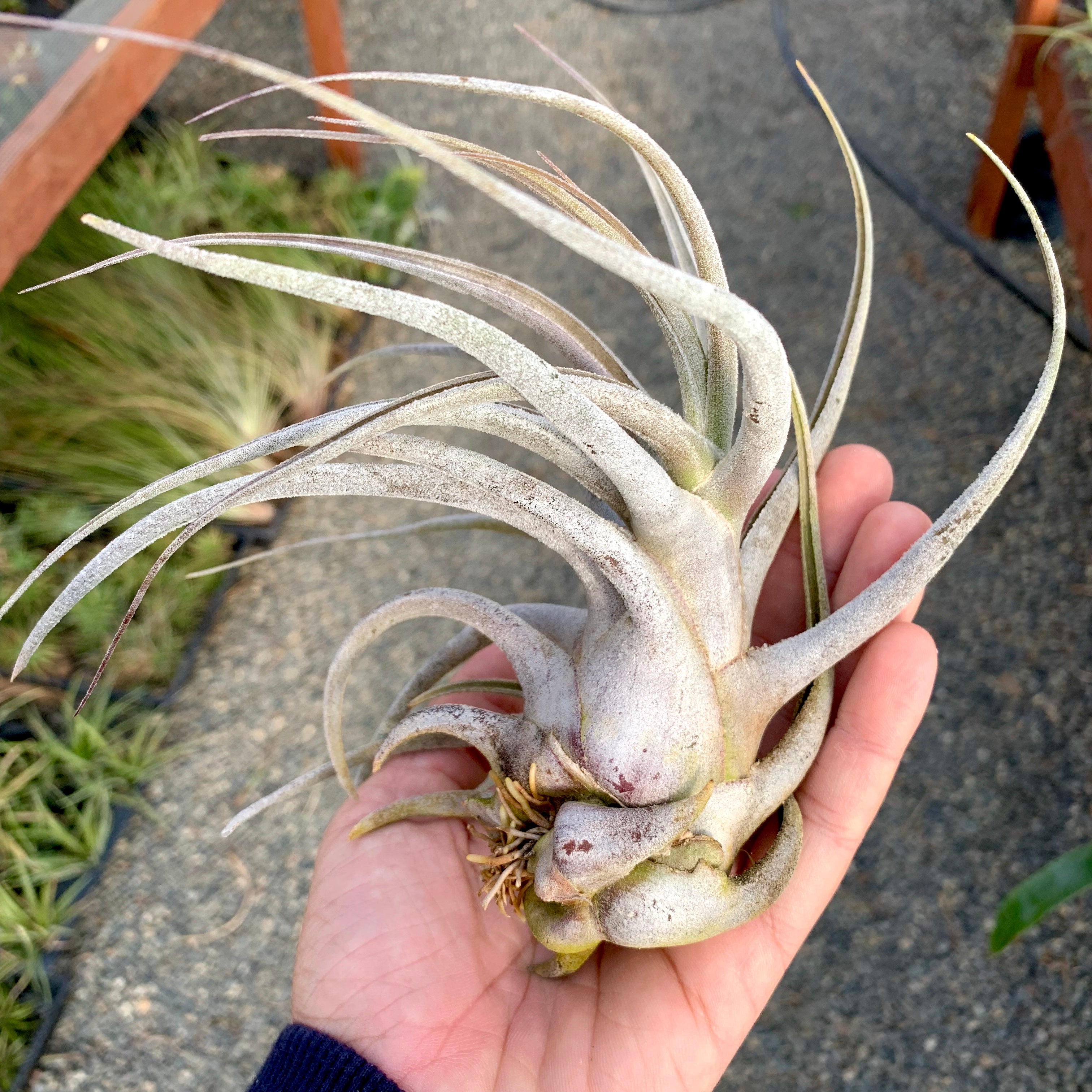 Ehlersiana TIllandsia Air Plant Rare Houseplant White Color