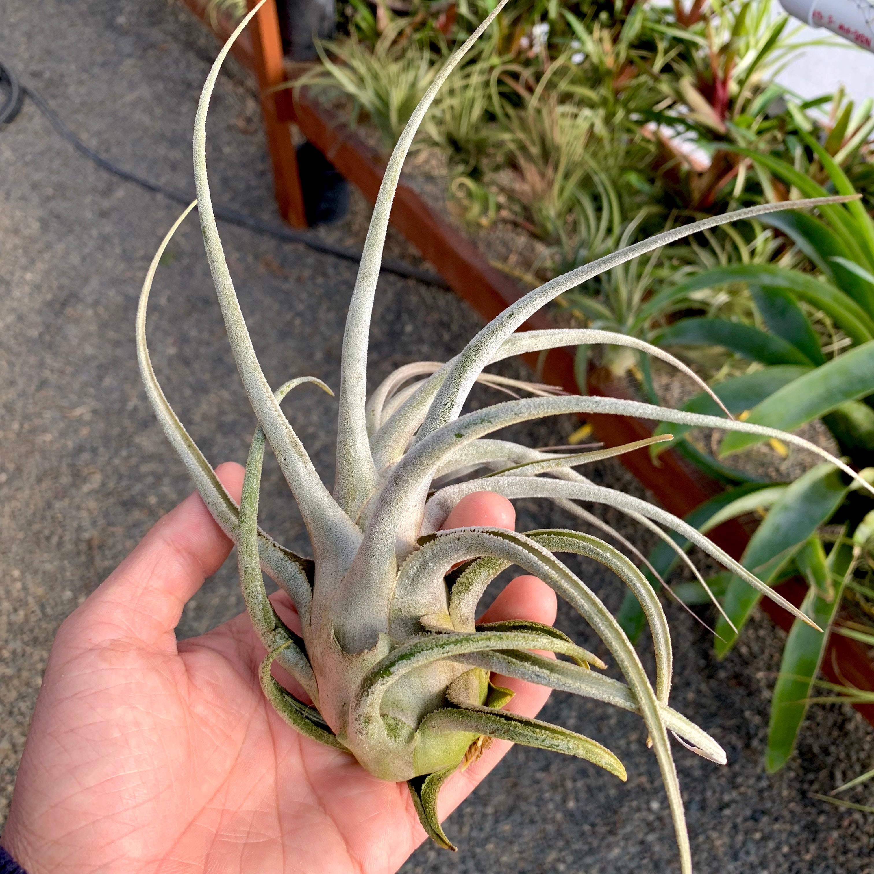 Ehlersiana TIllandsia Air Plant Rare Houseplant White Color