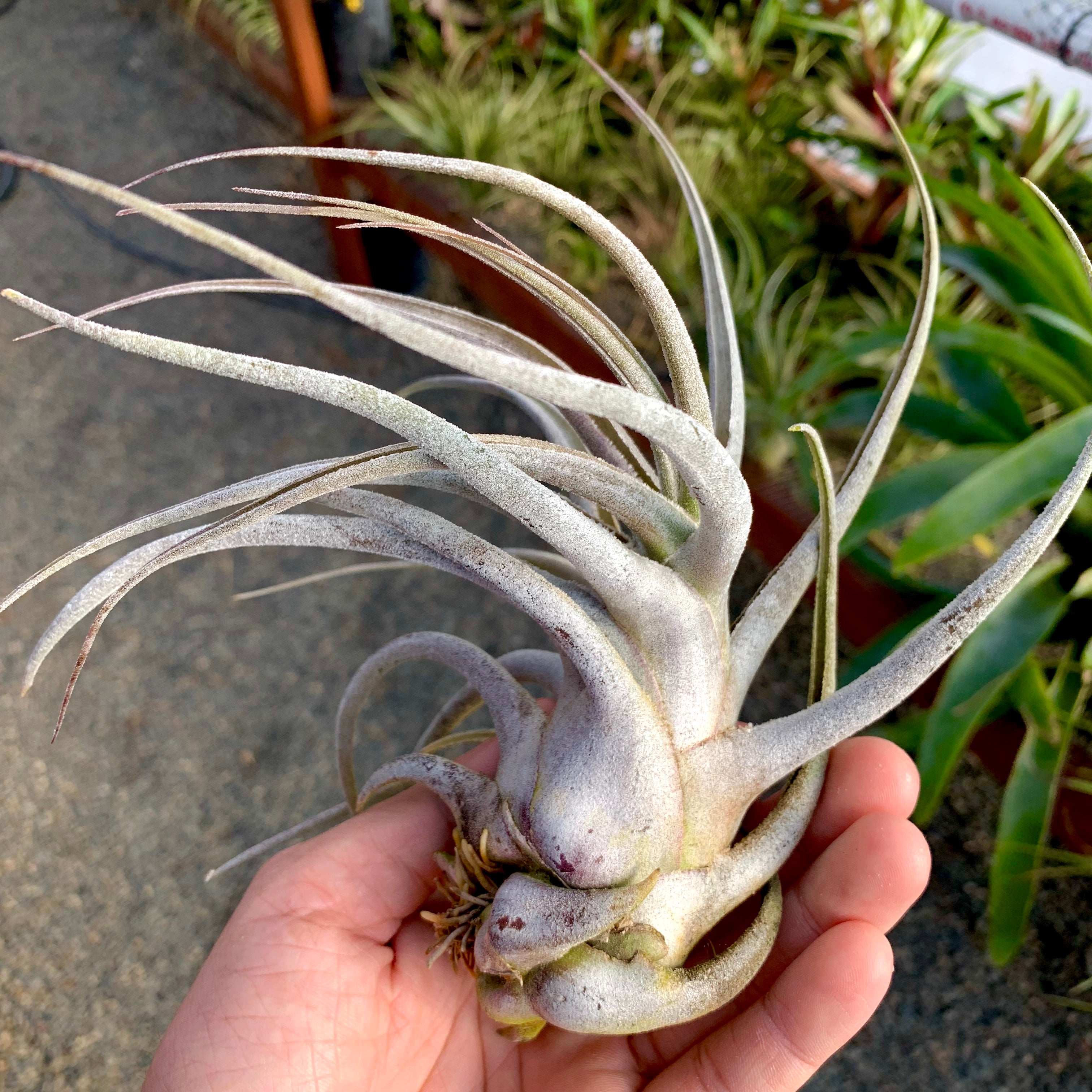 Ehlersiana TIllandsia Air Plant Rare Houseplant White Color