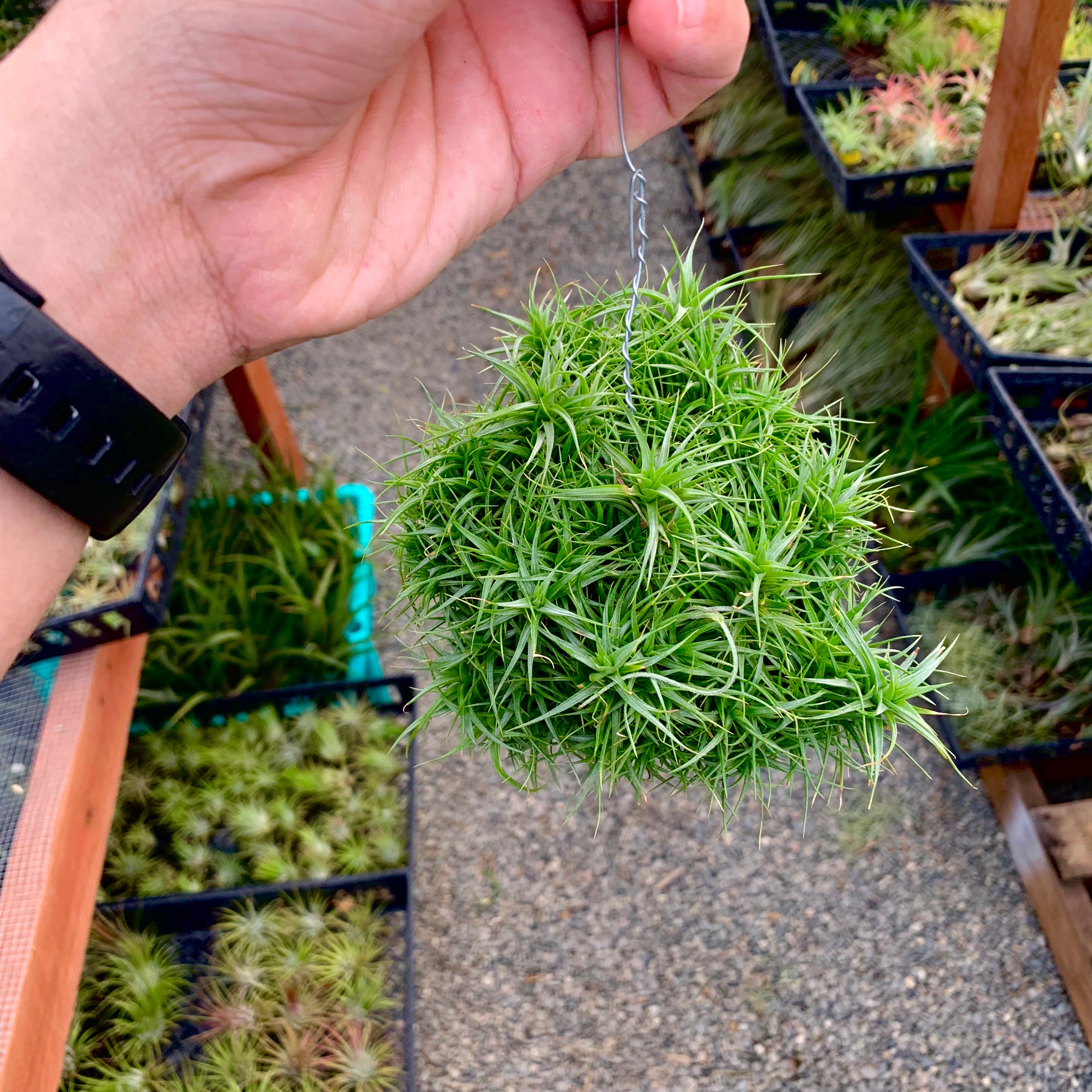 Aeranthos Miniata balls on hanging wire