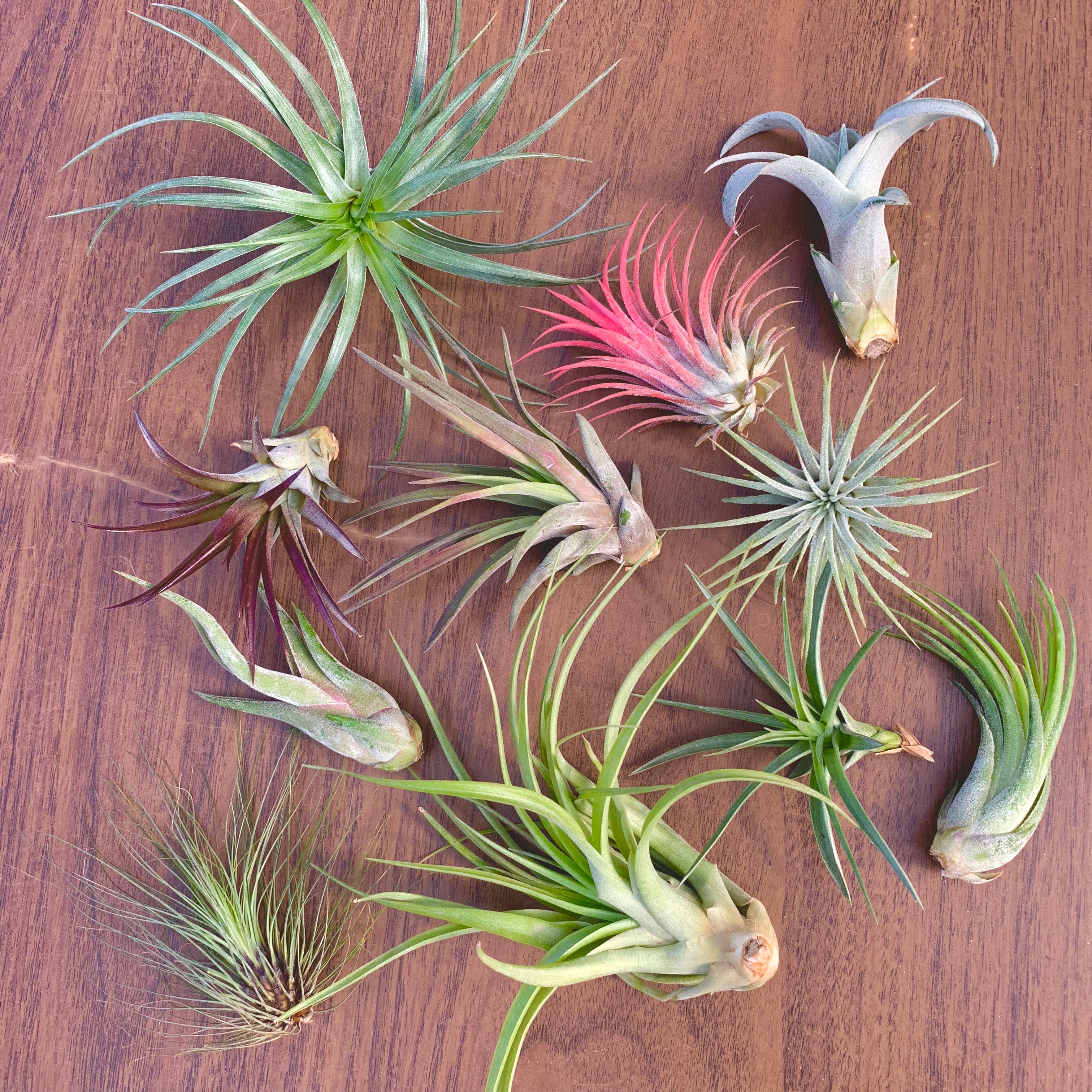 Beautiful colorful air plant tillandsia mix for sale displayed in a box