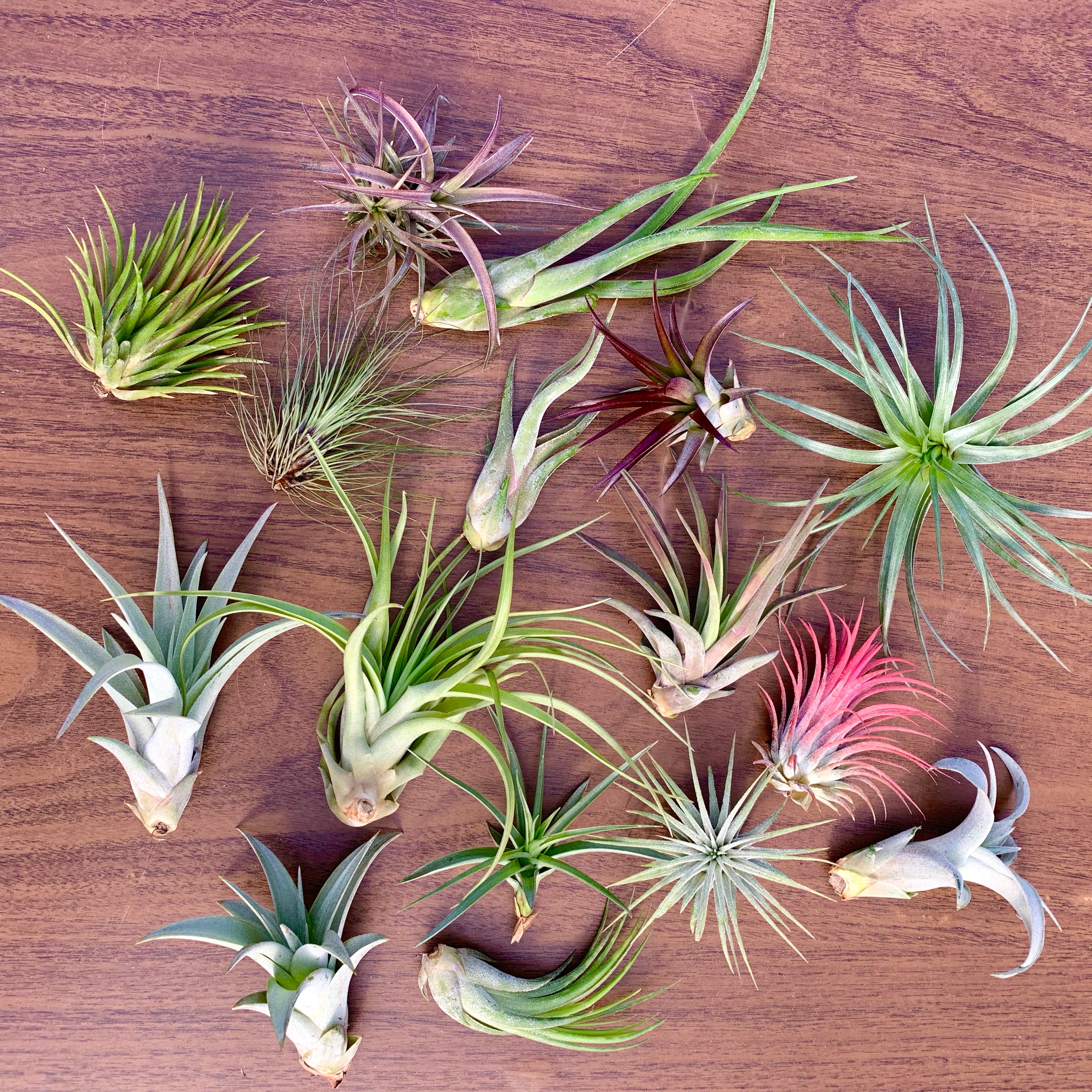 Beautiful colorful air plant tillandsia mix for sale displayed in a box