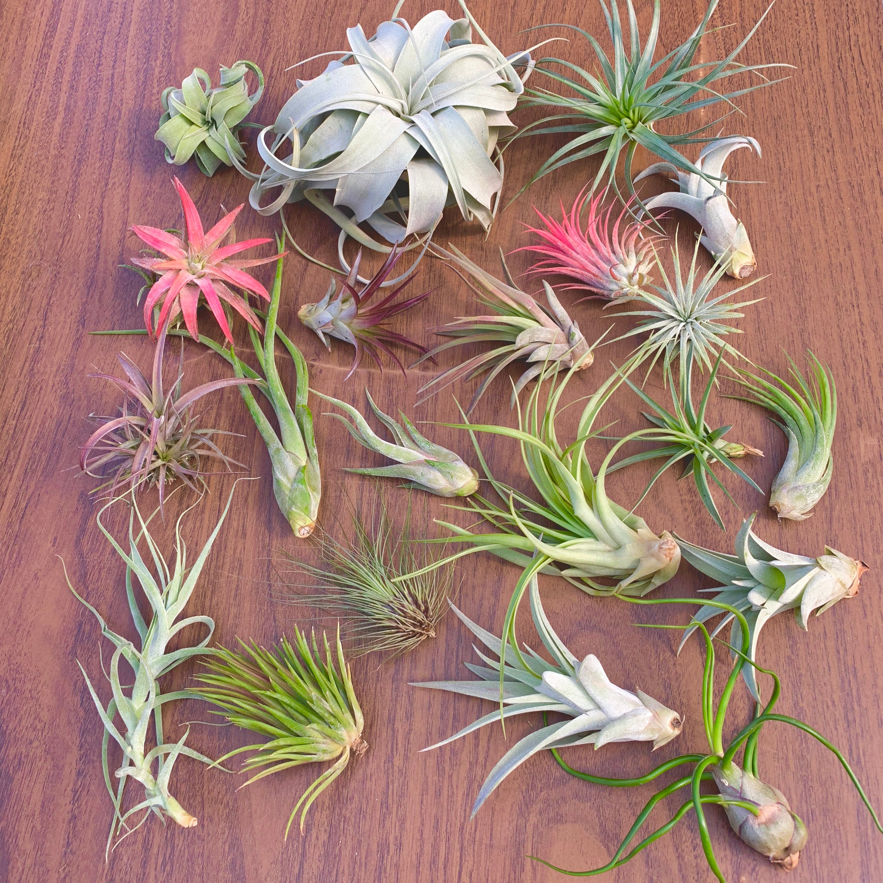 Beautiful colorful air plant tillandsia mix for sale displayed in a box