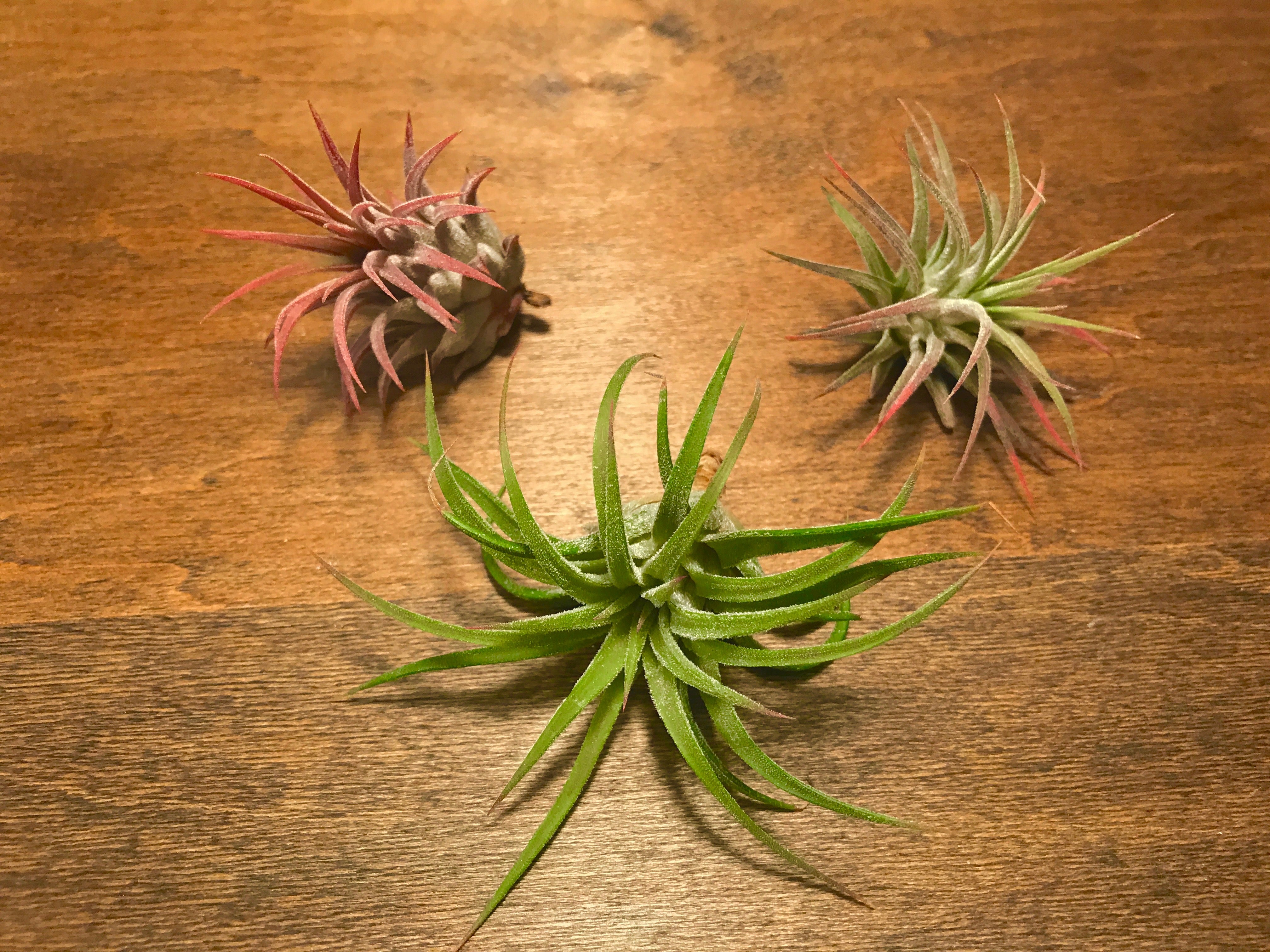 Tillandsia Ionantha Rubra Air Plant Colorful