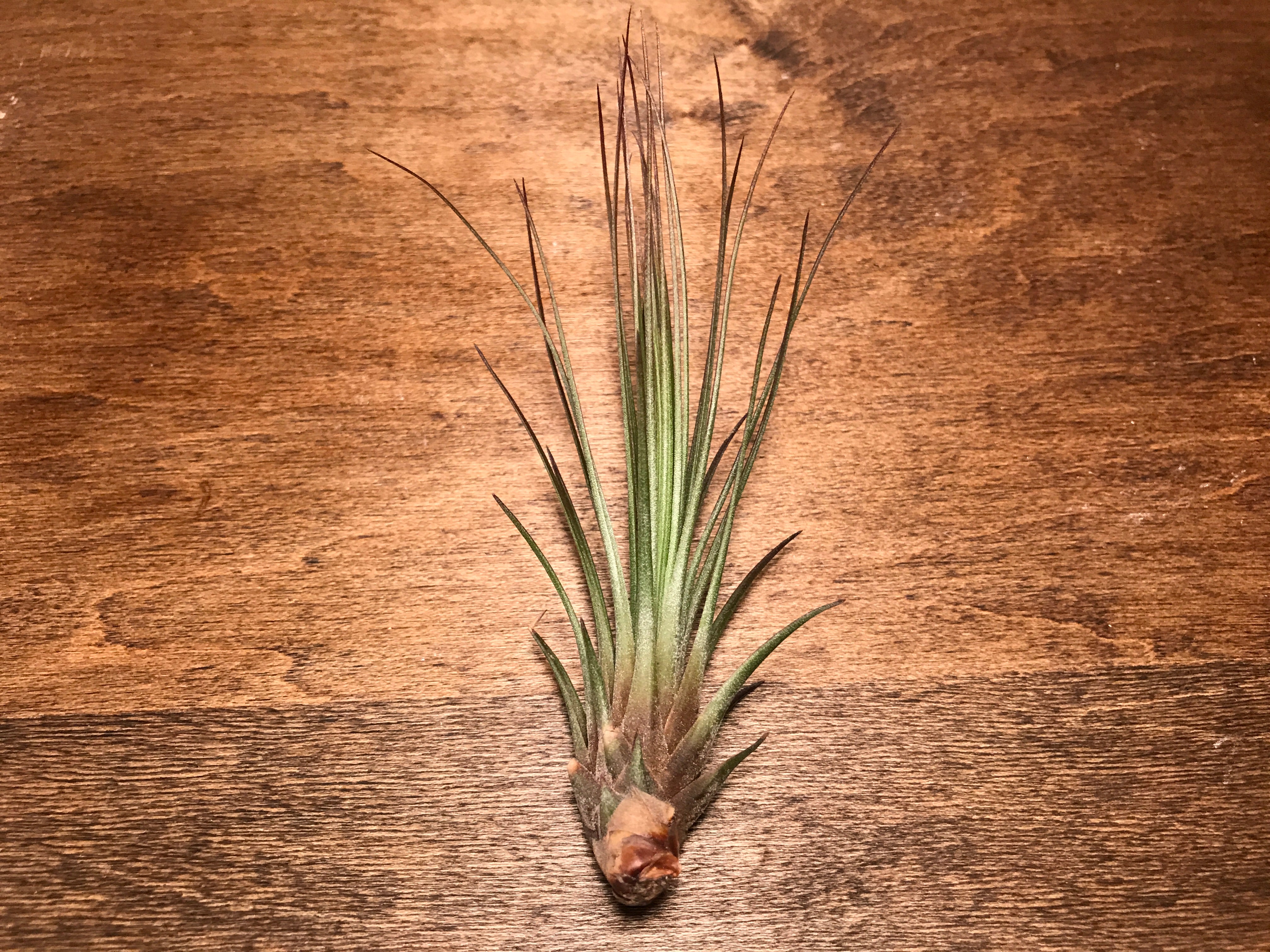 Juncea, Large Air Plant, Faux Air Plant, Tillandsia, Fake Air Plant, Artificial  Air Plant, Long Air Plant 