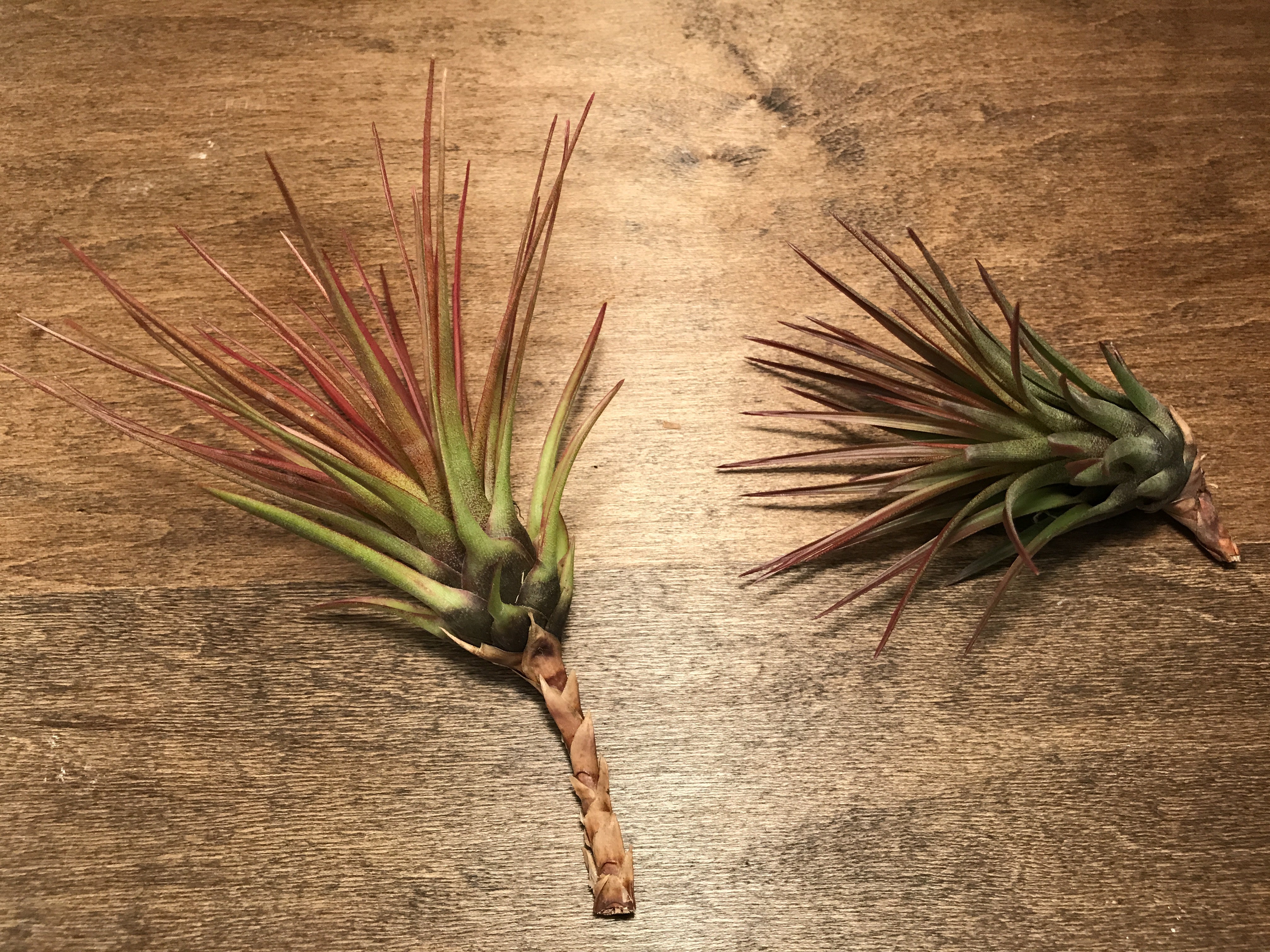 Tricolor v Melanocrater - Air Plant Hub 