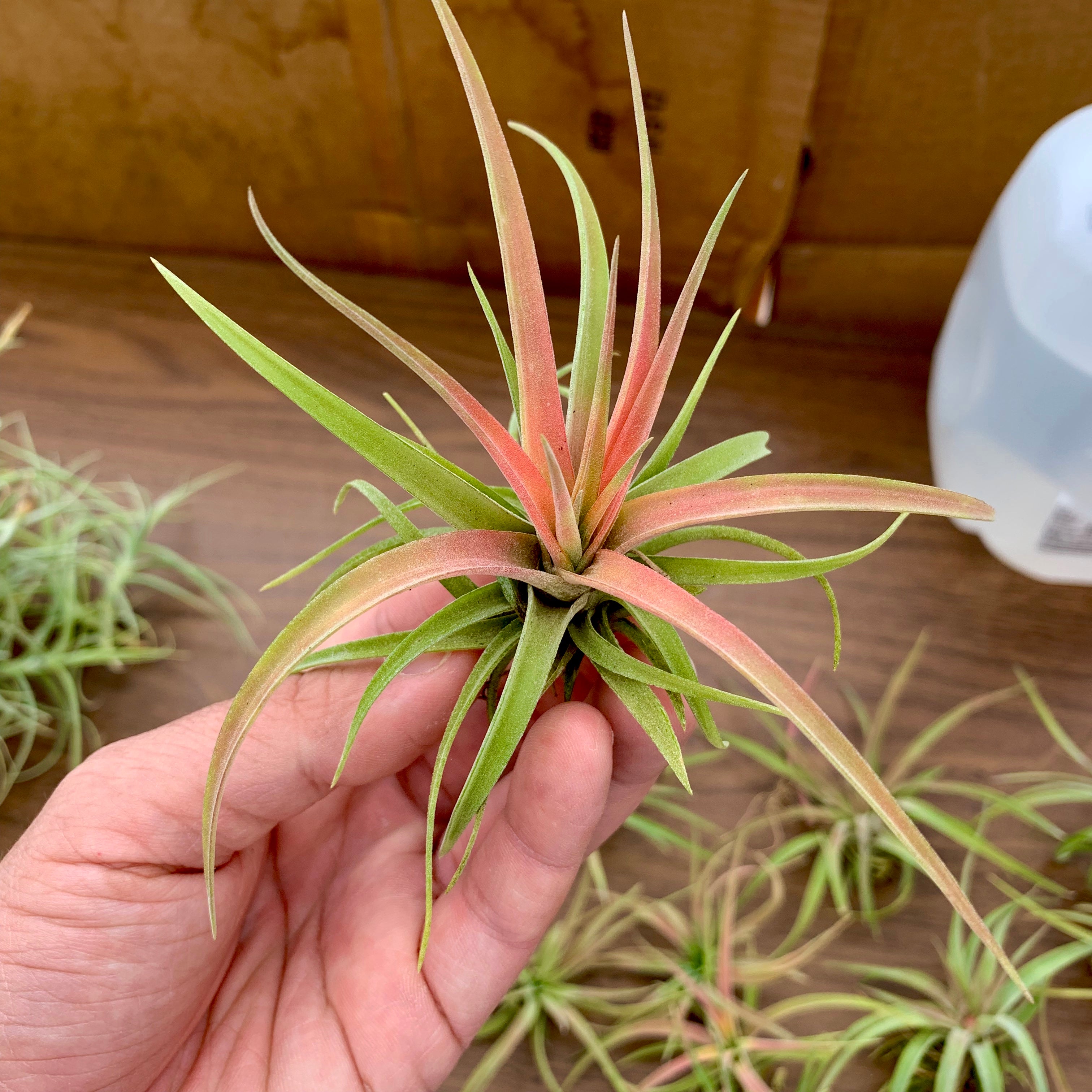 velutina air plant Velutina (Currently Green) Small