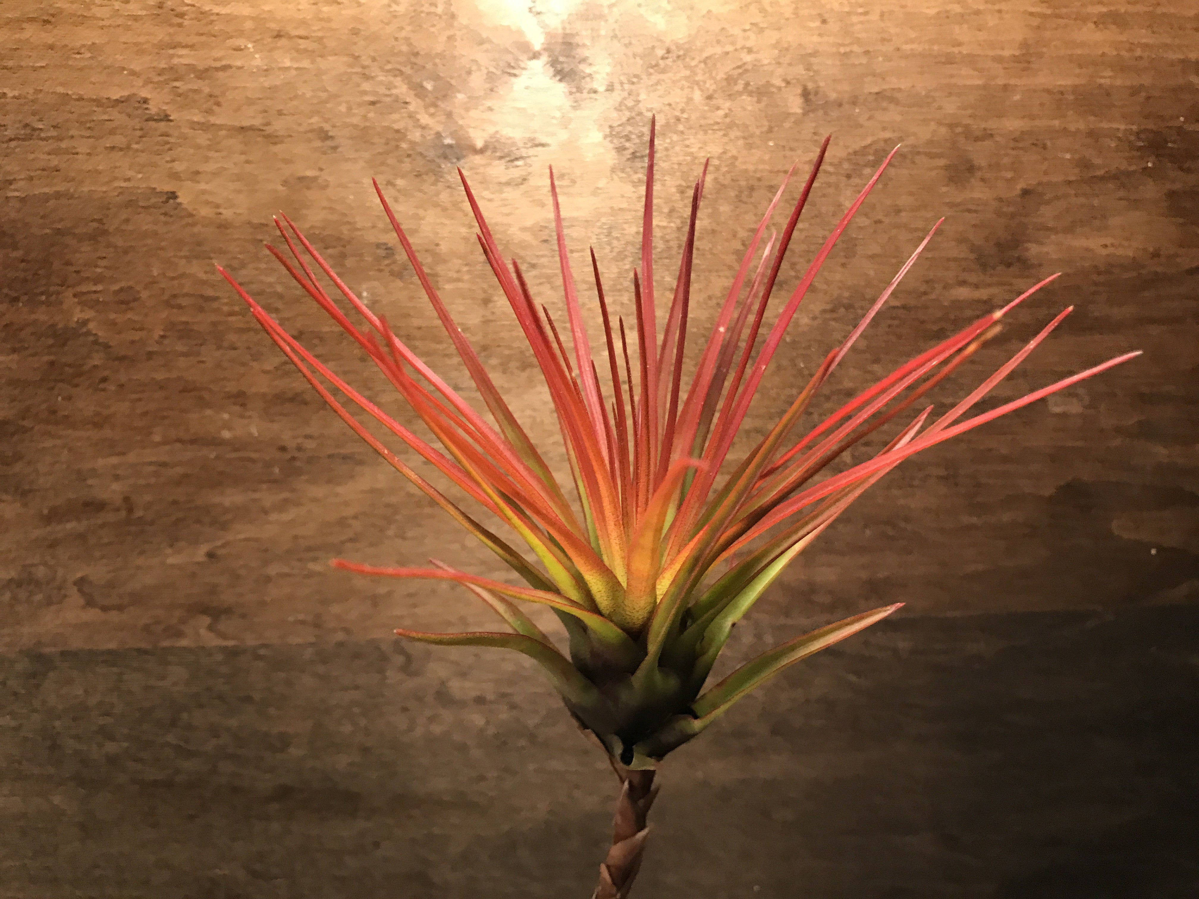 Tricolor v Melanocrater - Air Plant Hub 