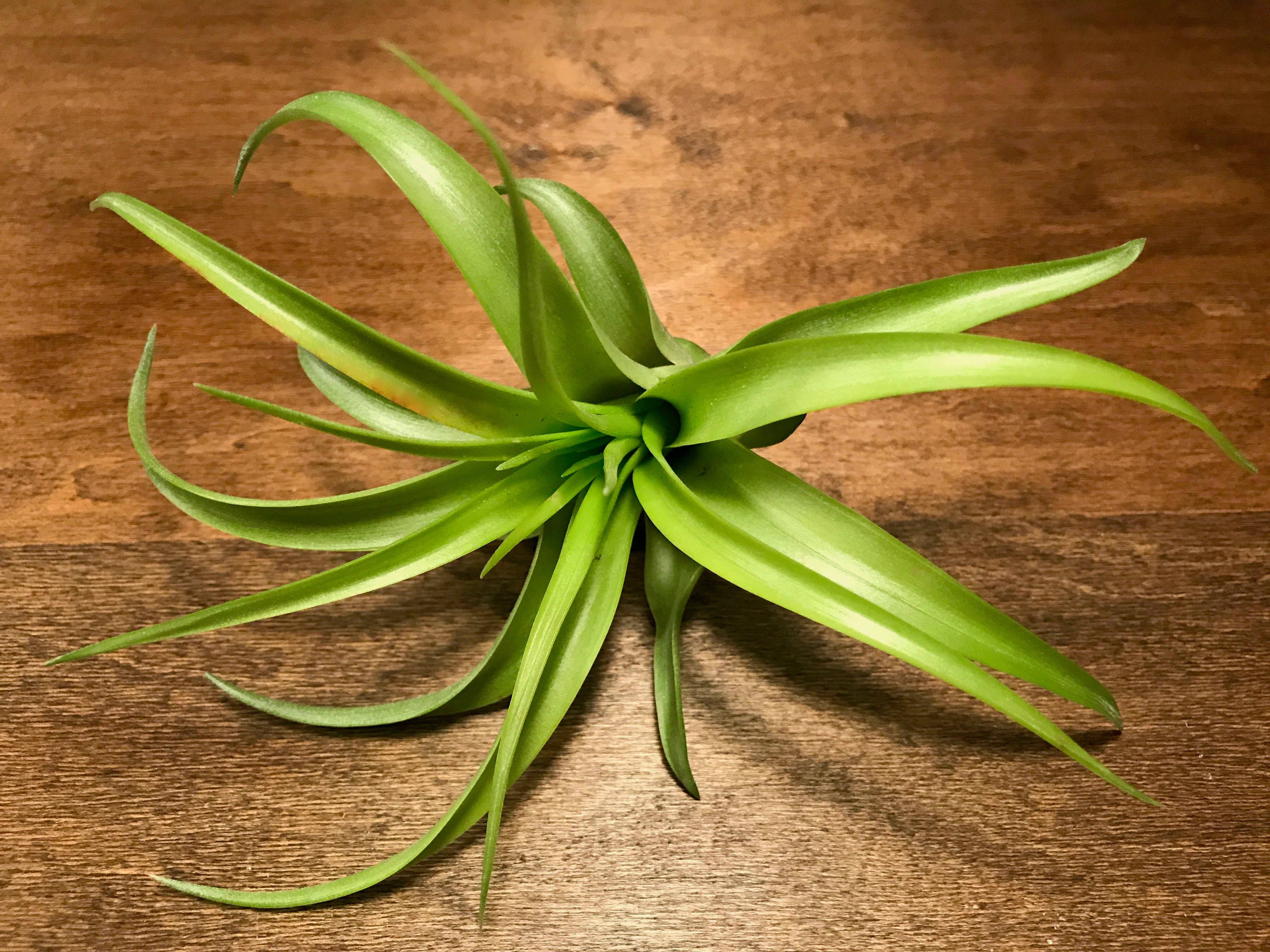 Brachycaulos - Air Plant Hub 