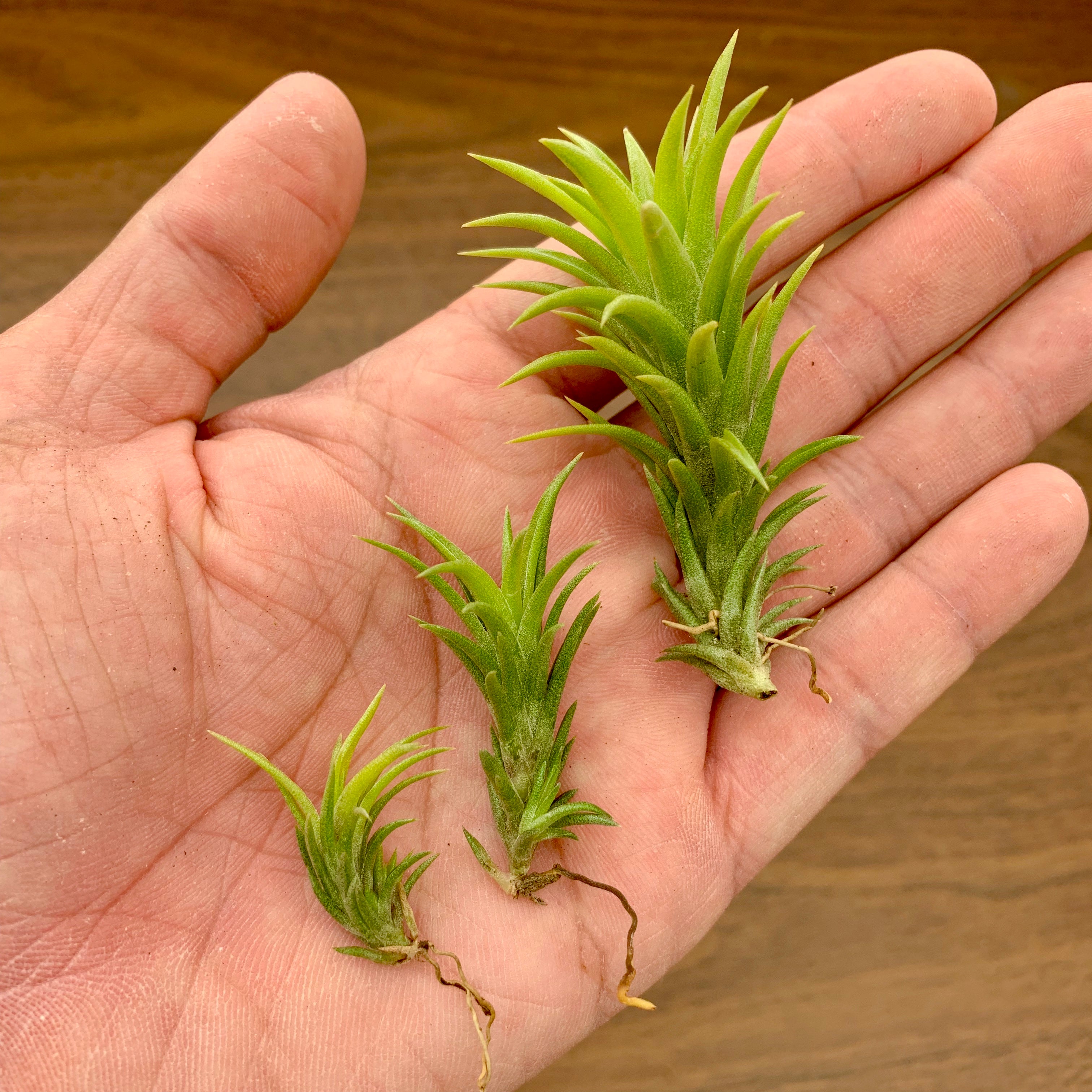 Tillandsia Neglecta Air Plant Small Cute Terrarium Plant