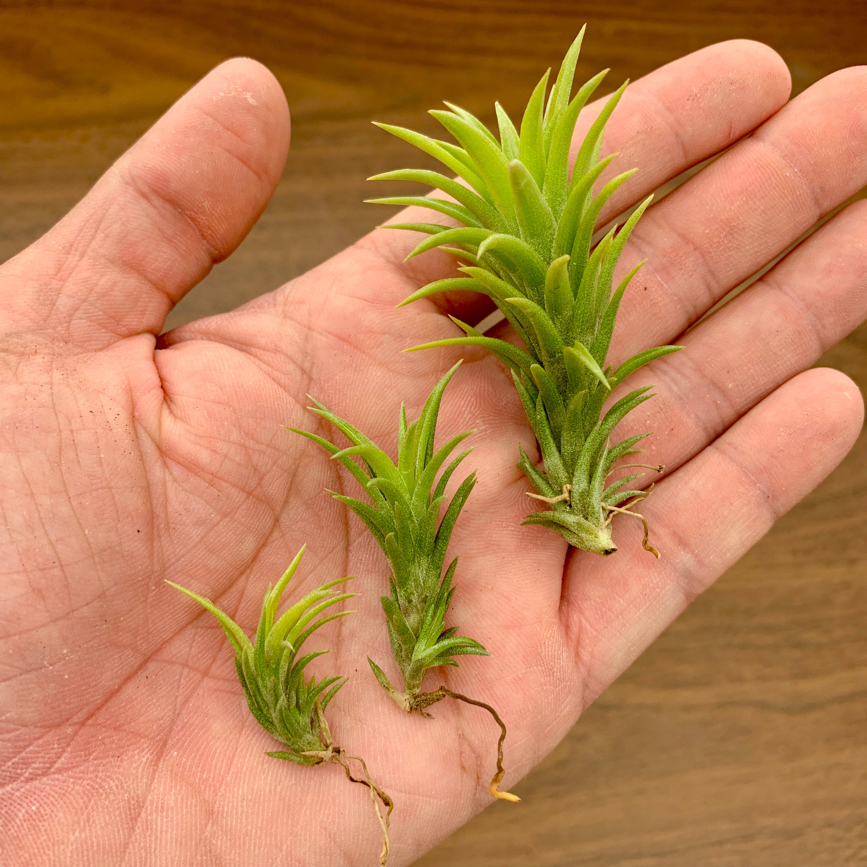 neglecta air plant Neglecta Small Species – Air Plant Hub