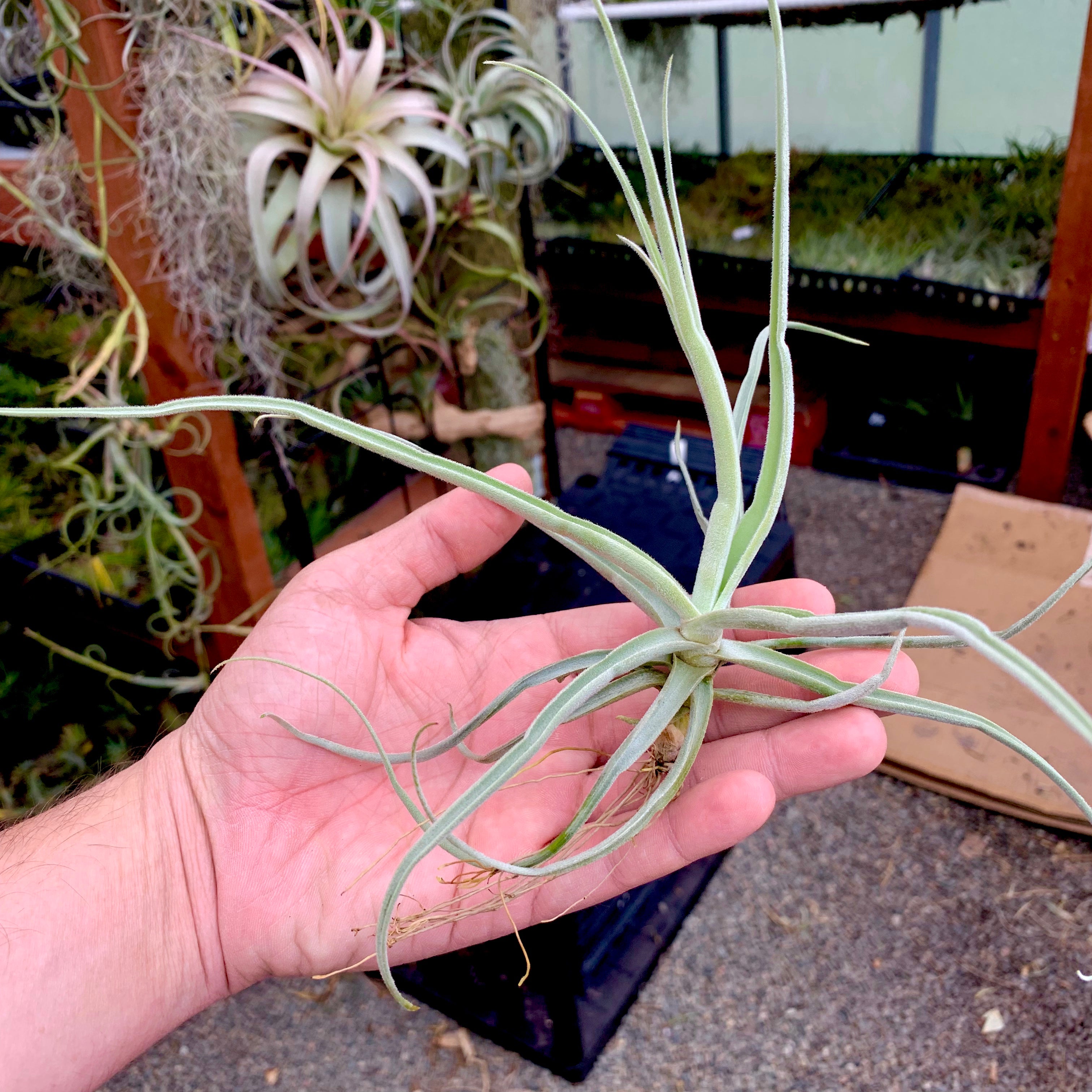 Tillandsia streptocarpa fragrant air plant species for sale