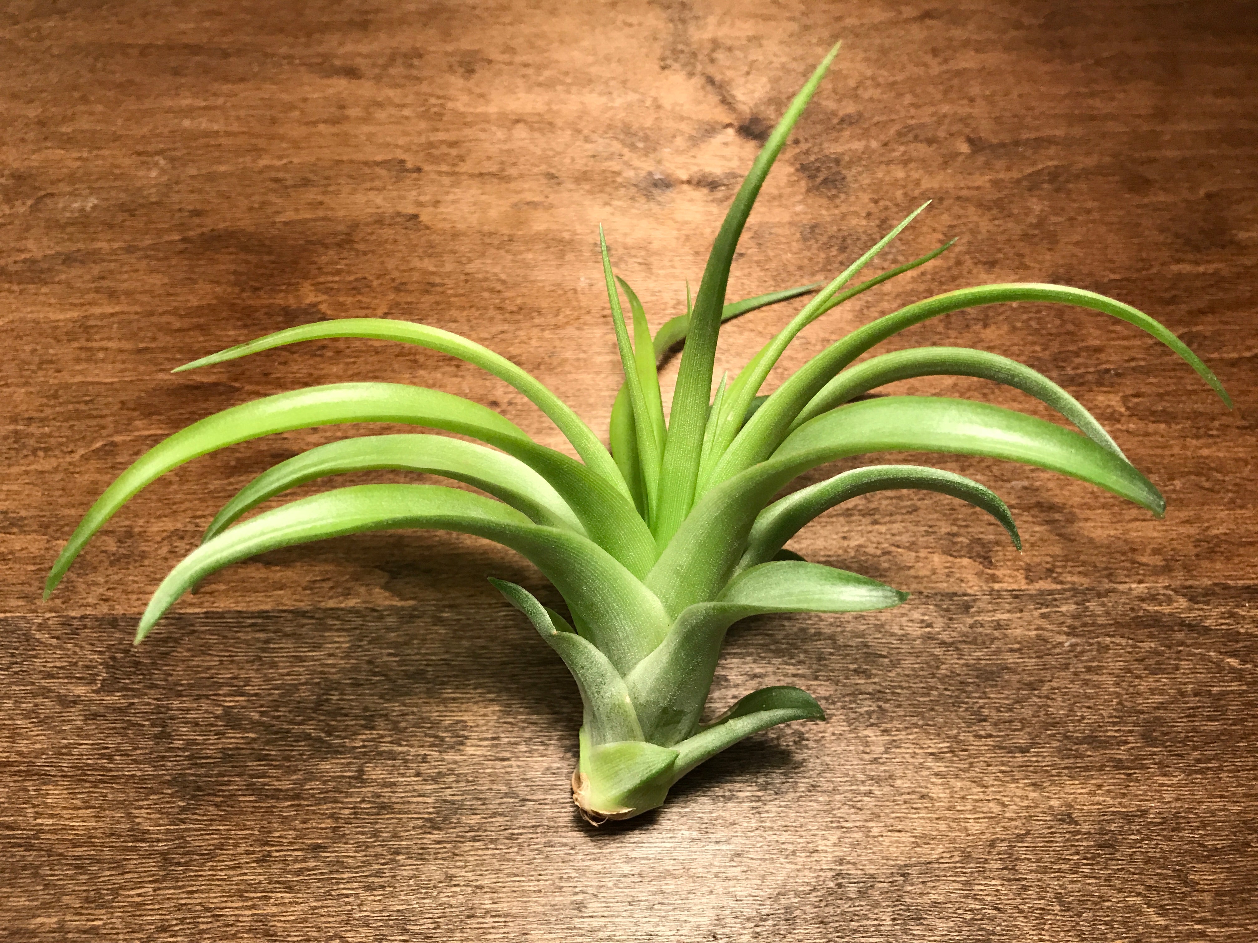 Brachycaulos - Air Plant Hub 