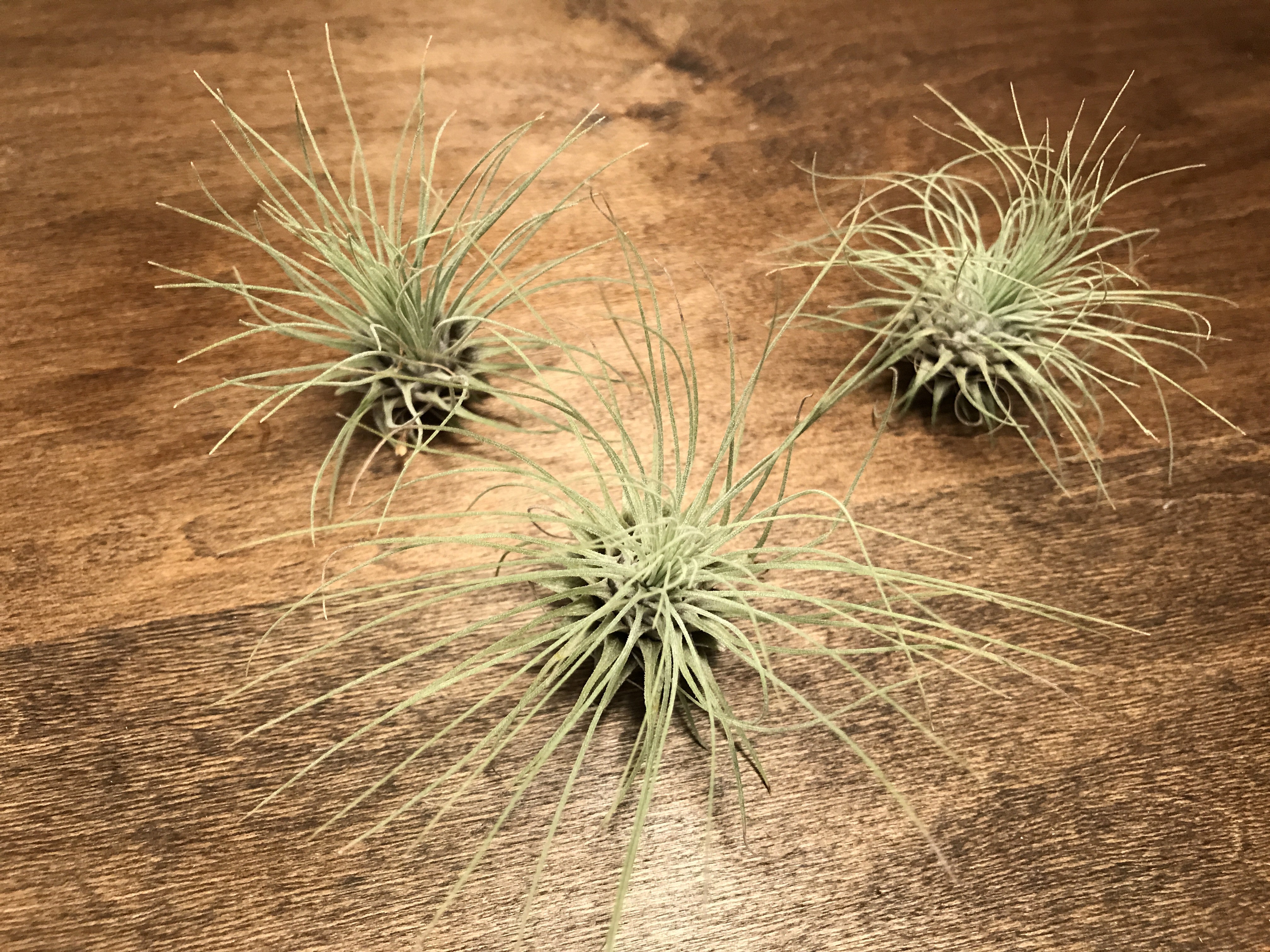 Fuchsii v. Gracilis - Air Plant Hub 