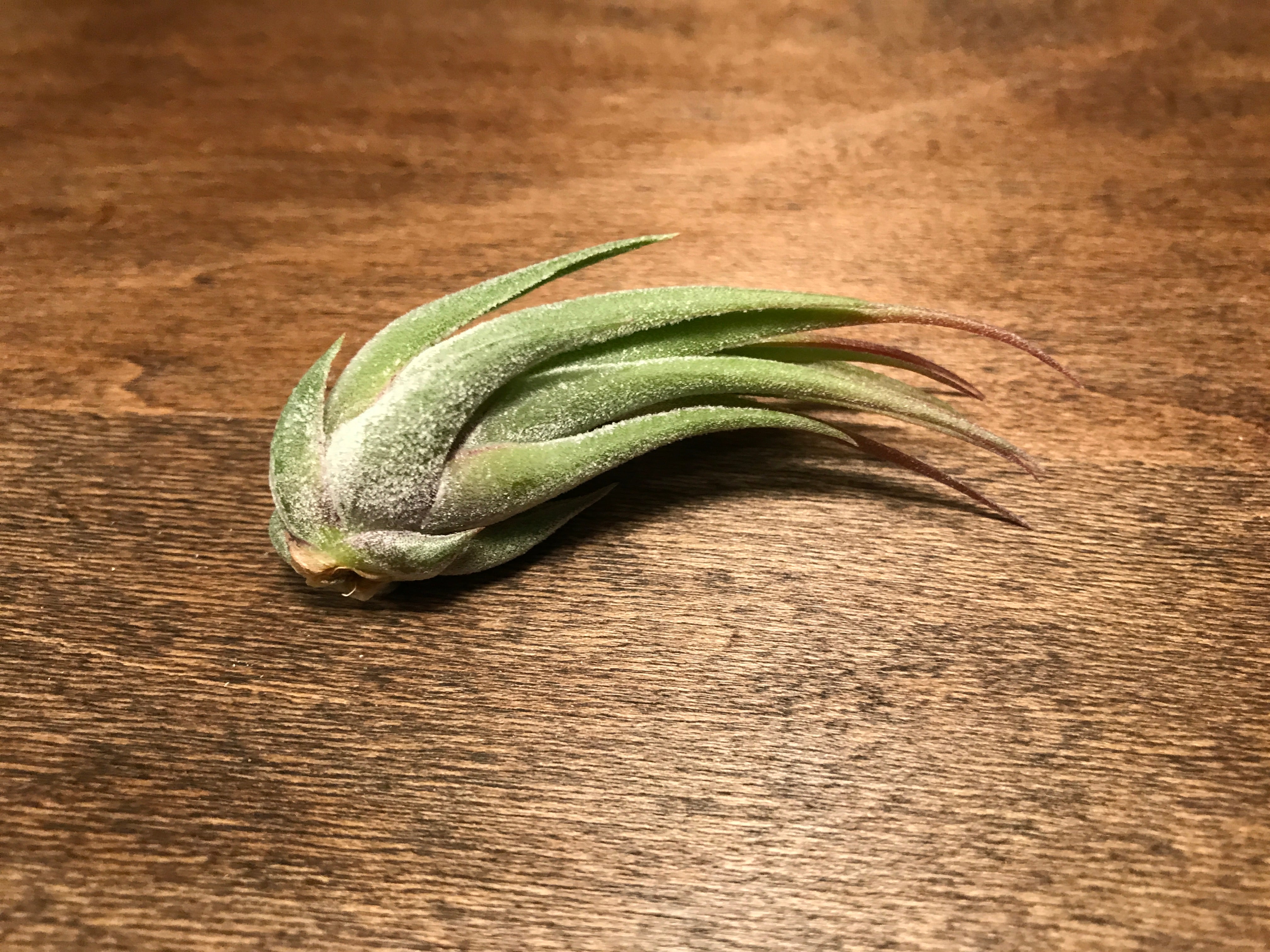 Tillandsia Kolbii Small Air Plant Cute Terrarium Plant Good For Glass Orb Displays