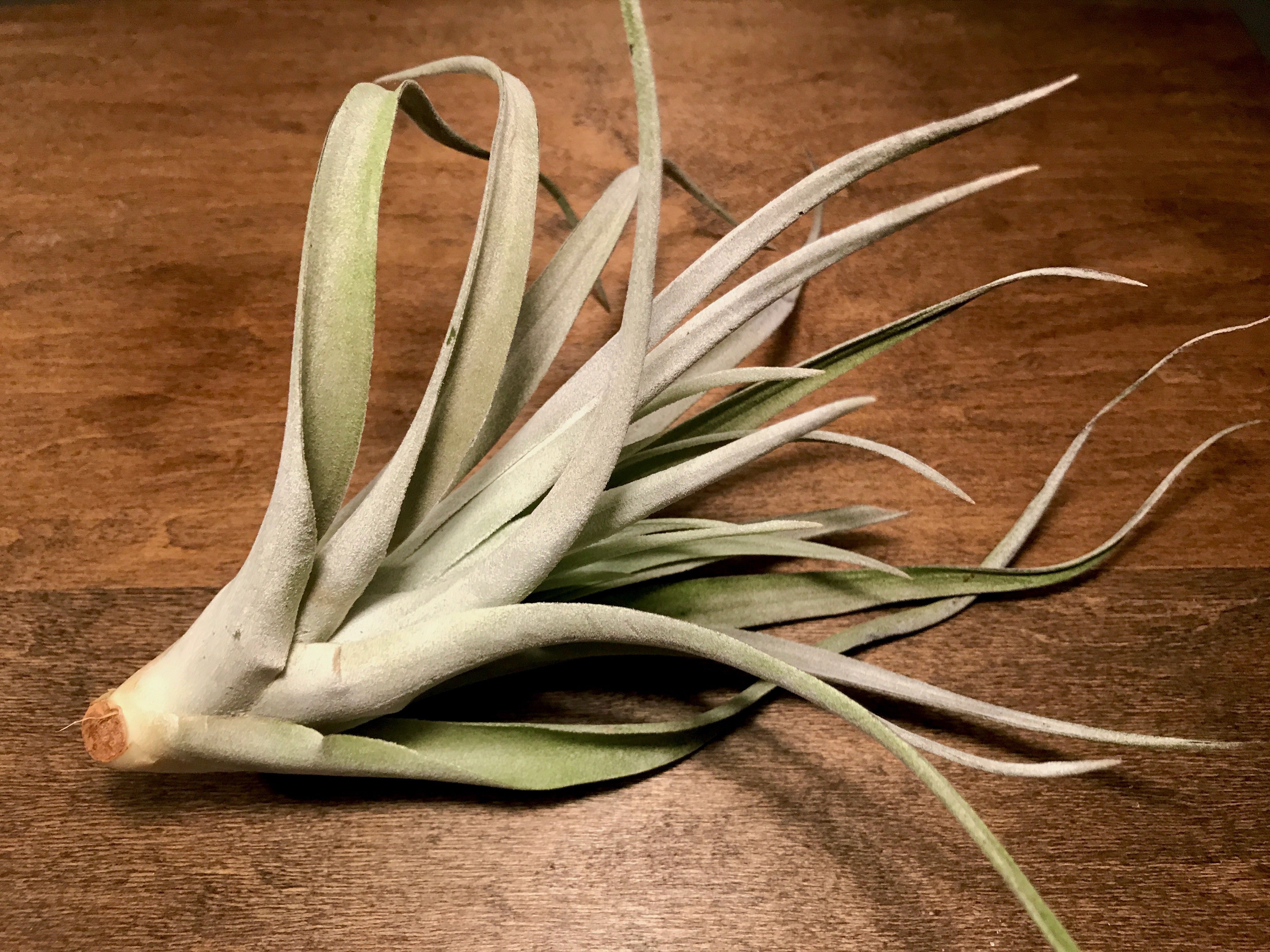 Harrisii Easy Care Air Plant Beginner Friendly Tillandsia Great For Weddings