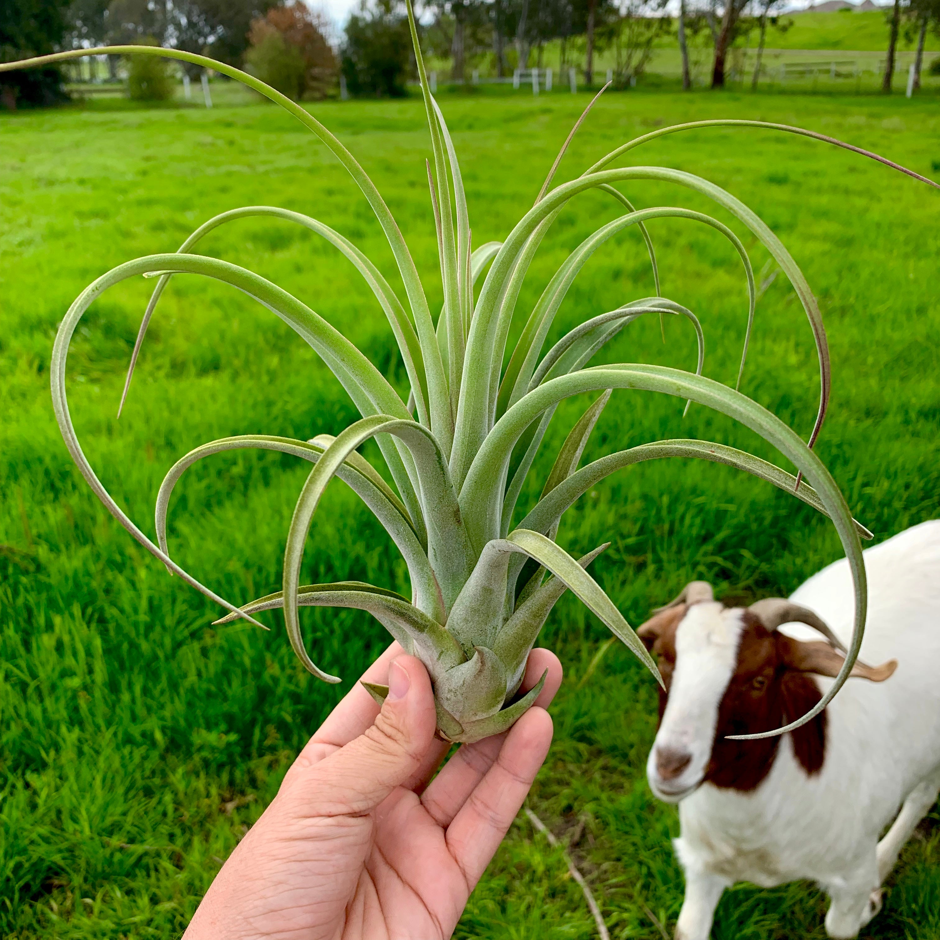 X Redy <br> (streptophylla X concolor)