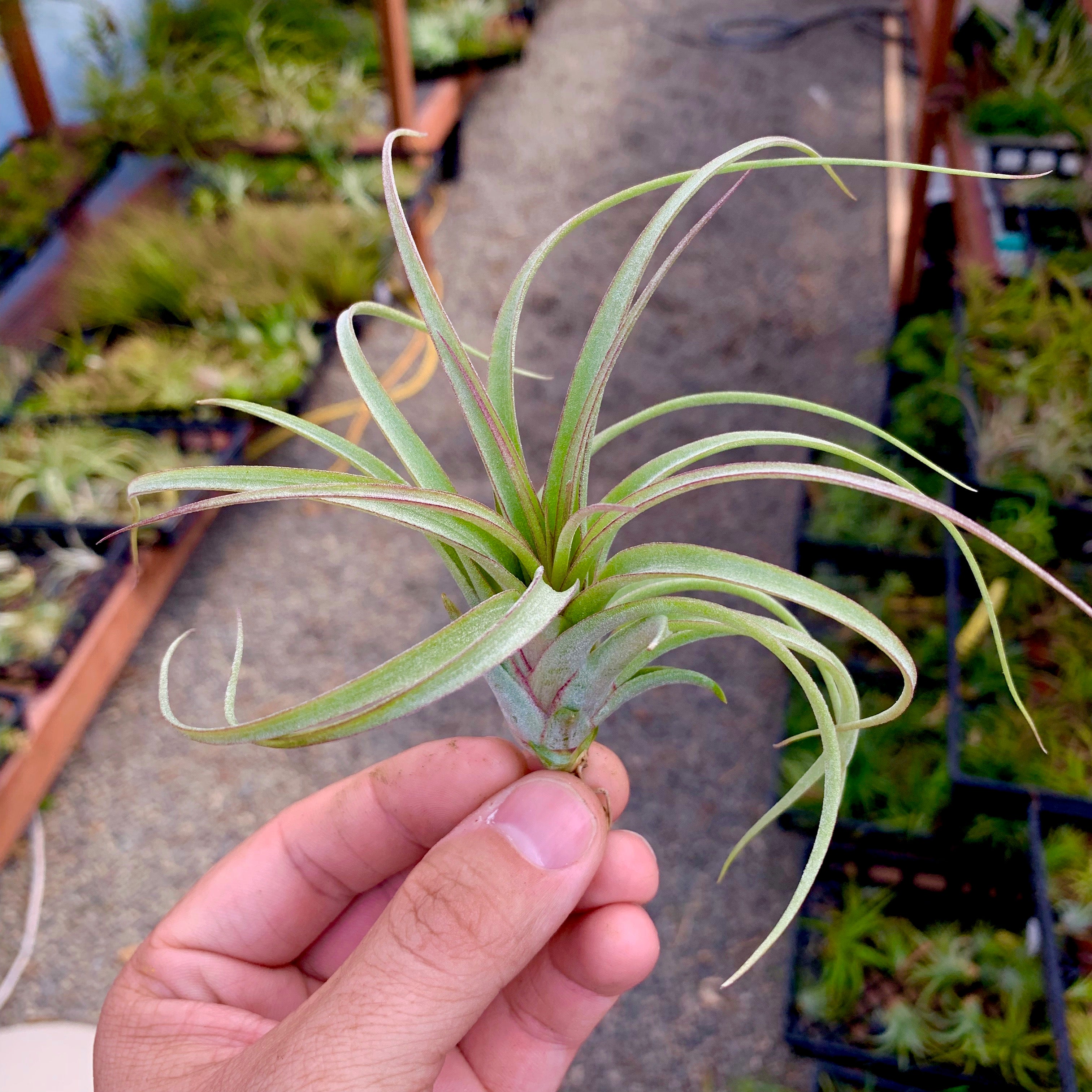 Elisa <br> (Concolor x Streptophylla) Tillandsia Air Plant Rare Round Share Recurving Houseplant