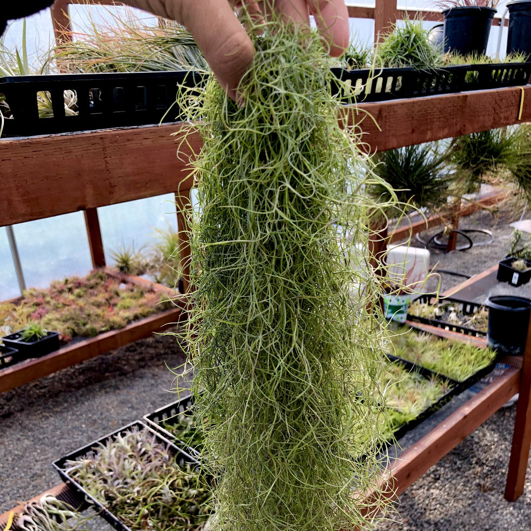 Tillandsia usneoides spanish moss clump hanging wedding plant green