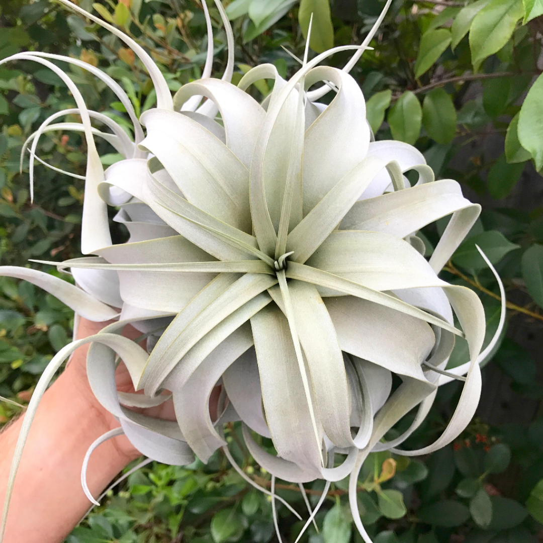 Tillandsia Xerographica Queen Air Plant Rare Easy Care For Sale