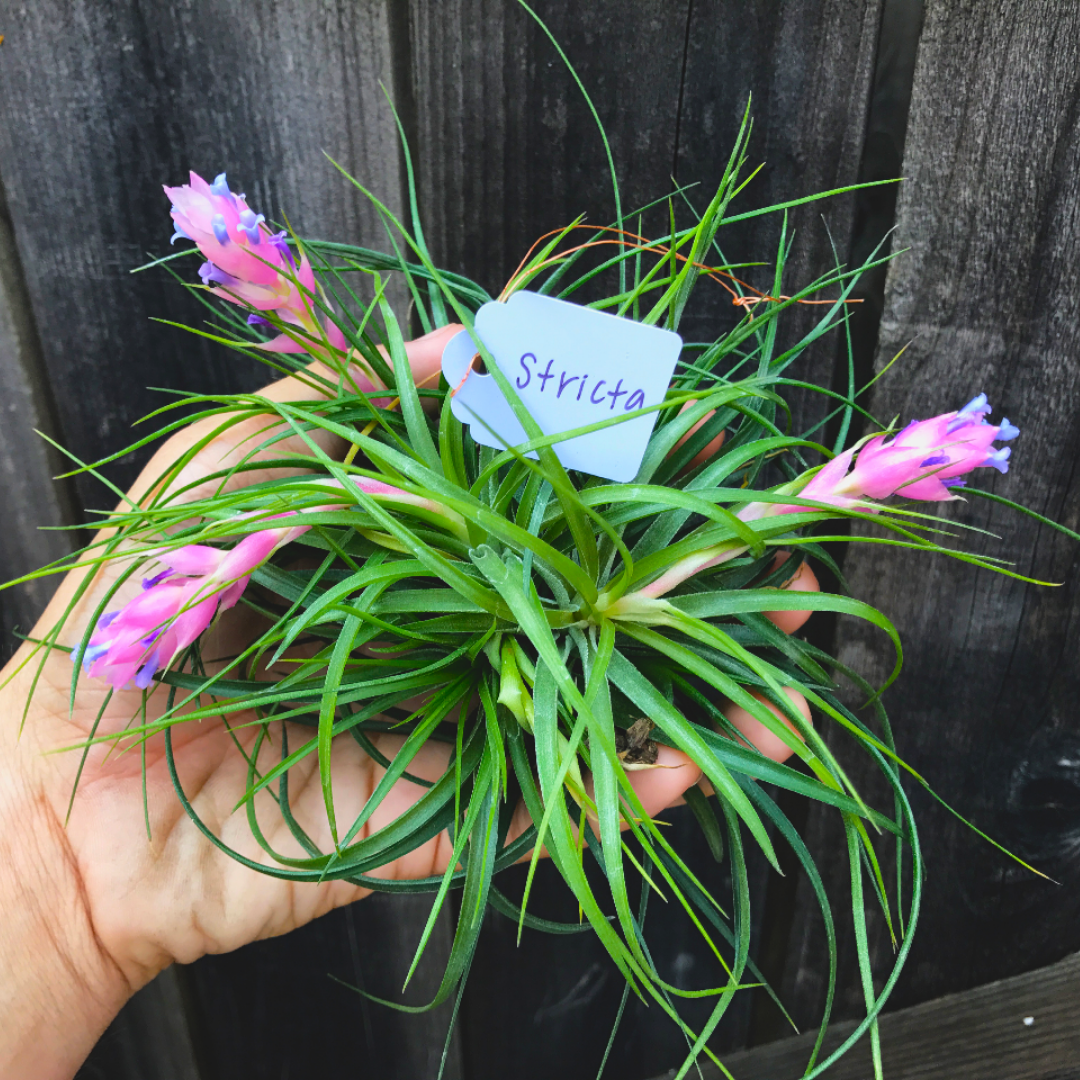 Stricta Green <br> (Not Currently In Bloom) - Air Plant Hub 