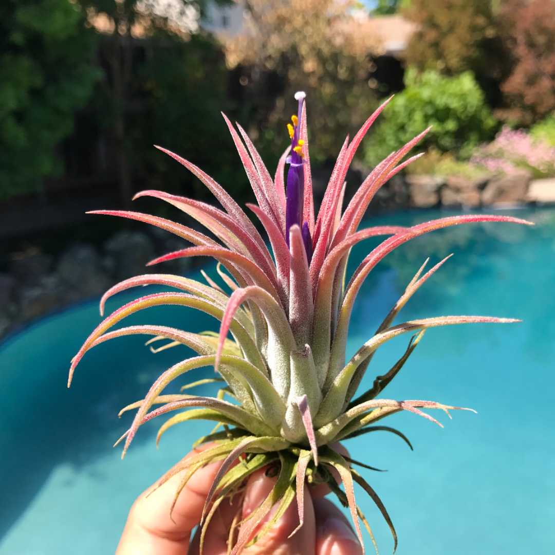 Tillandsia Ionantha Rubra Air Plant Colorful Houseplant For Sale