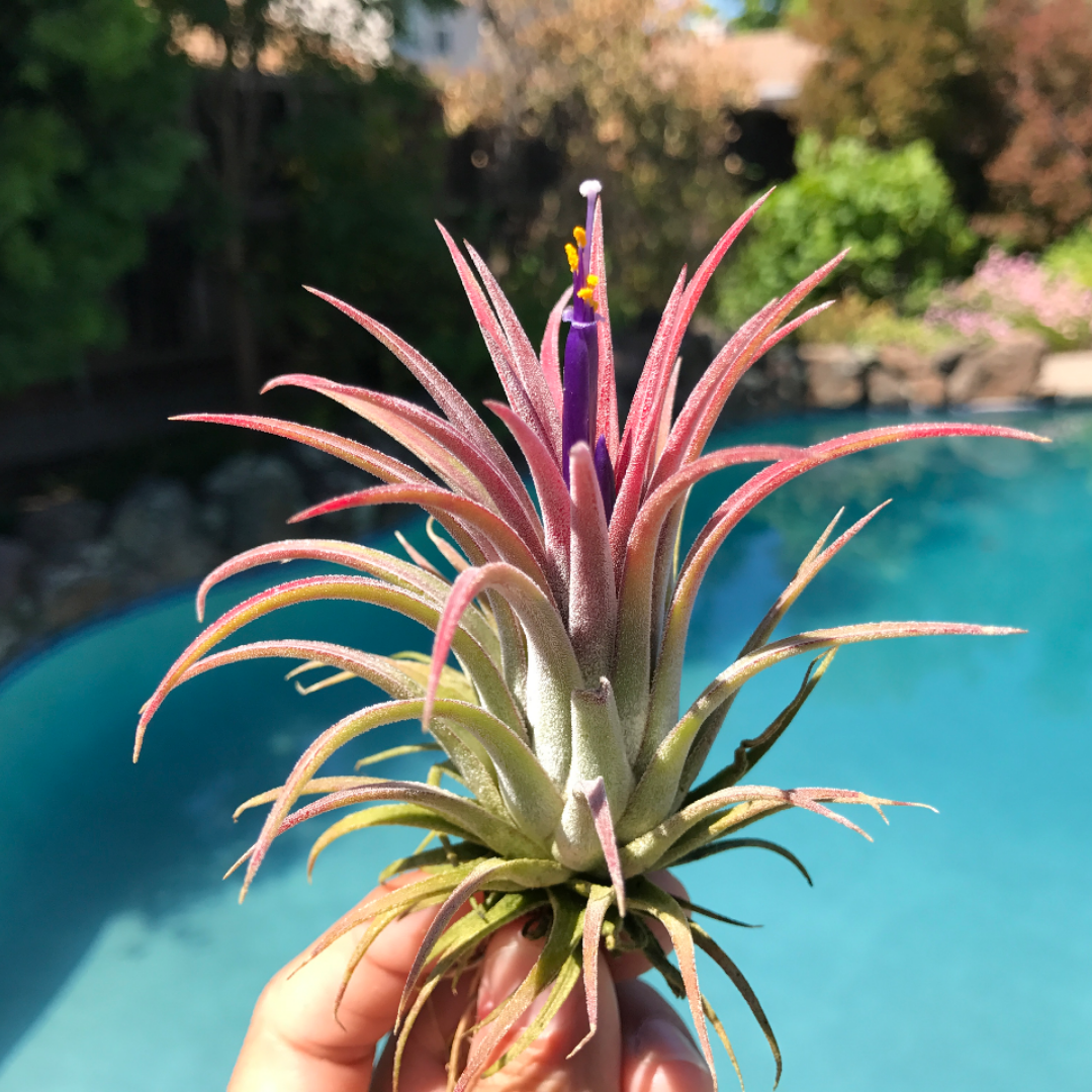Wholesale Ionantha Rubra (Minimum Order 10) - Air Plant Hub 