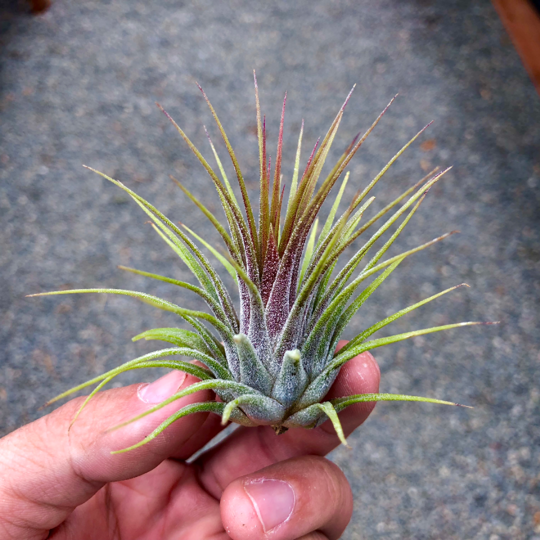 Tillandsia Ionantha Guatemala Easy Care Air Plant Beginner Friendly For Sale