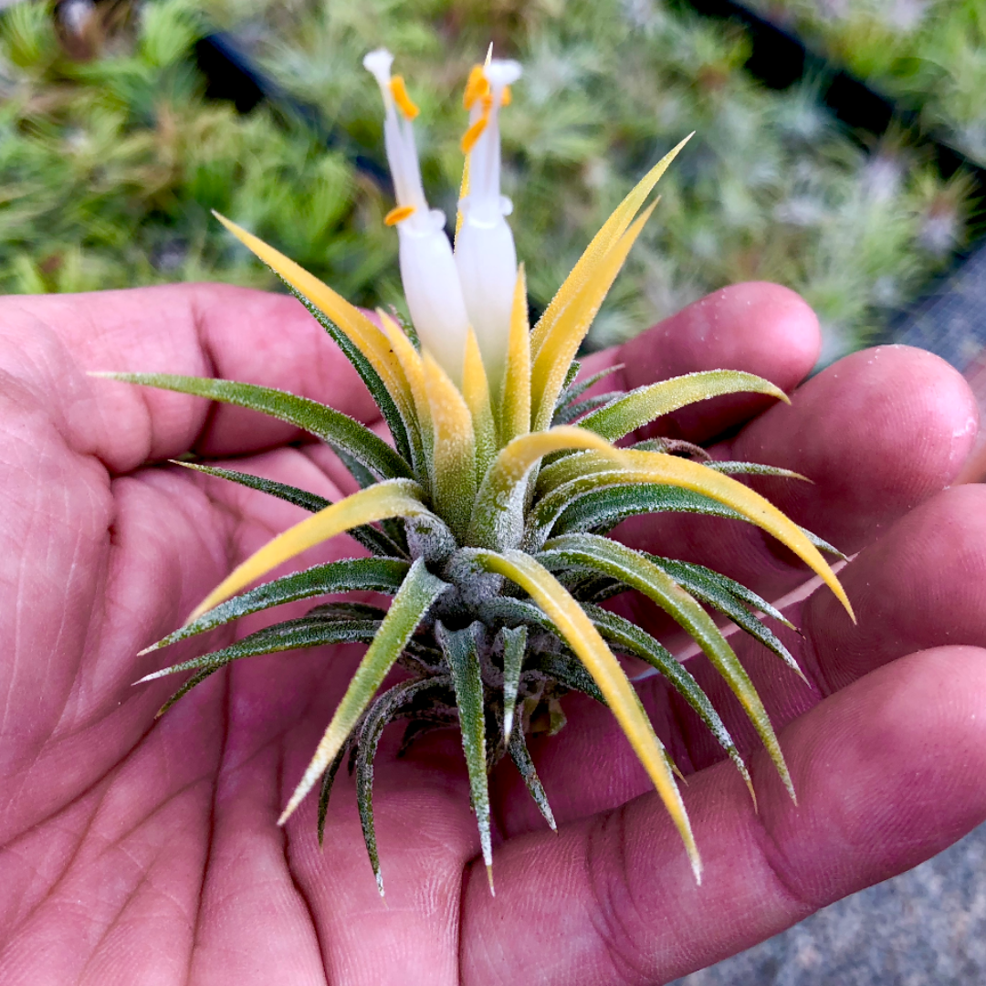 Tillandsia Ionantha Druid Yellow Air Plant With White Albino Flower