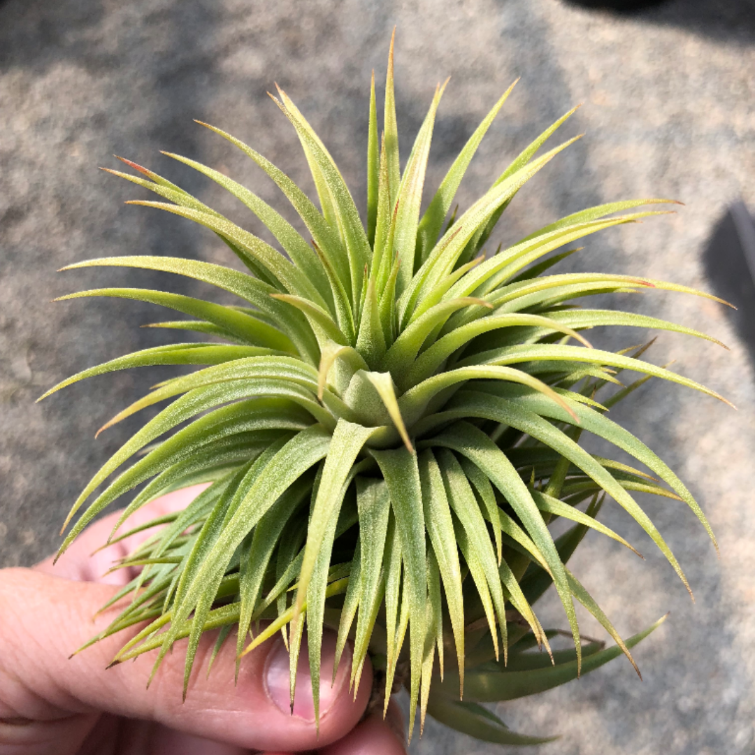 Ionantha 'Fat Boy' - Air Plant Hub 