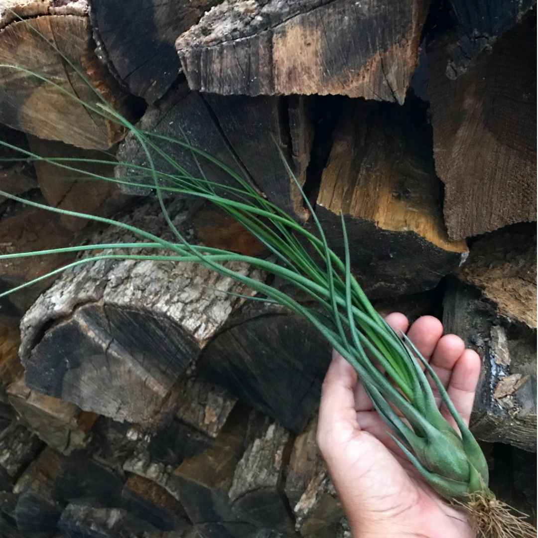 Tillandsia Butzii Air Plant Pseudobulb Jellyfish With Firewood In Background