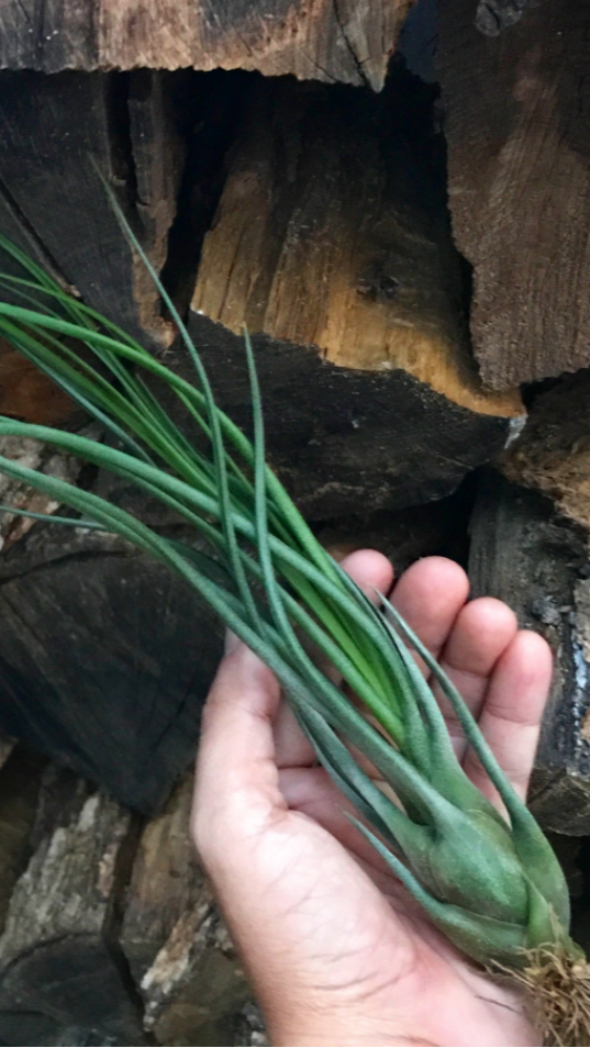 Tillandsia Butzii Air Plant Pseudobulb Jellyfish With Firewood In Background