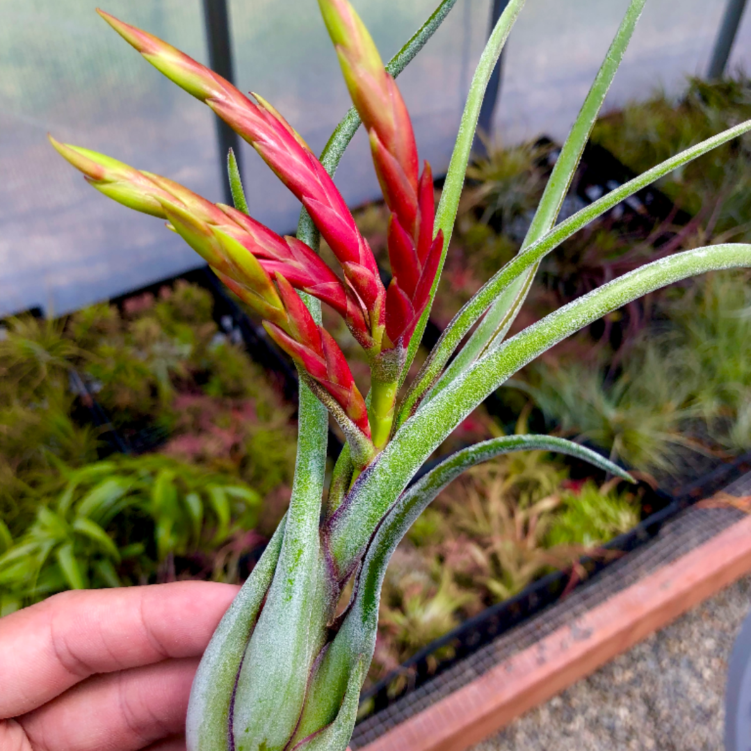 Tillandsia Caput Medusae Beginner Friendly Air Plant