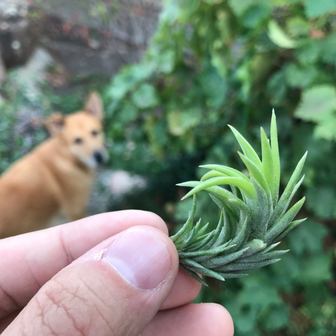 Tillandsia Neglecta Air Plant Small Cute Terrarium Plant