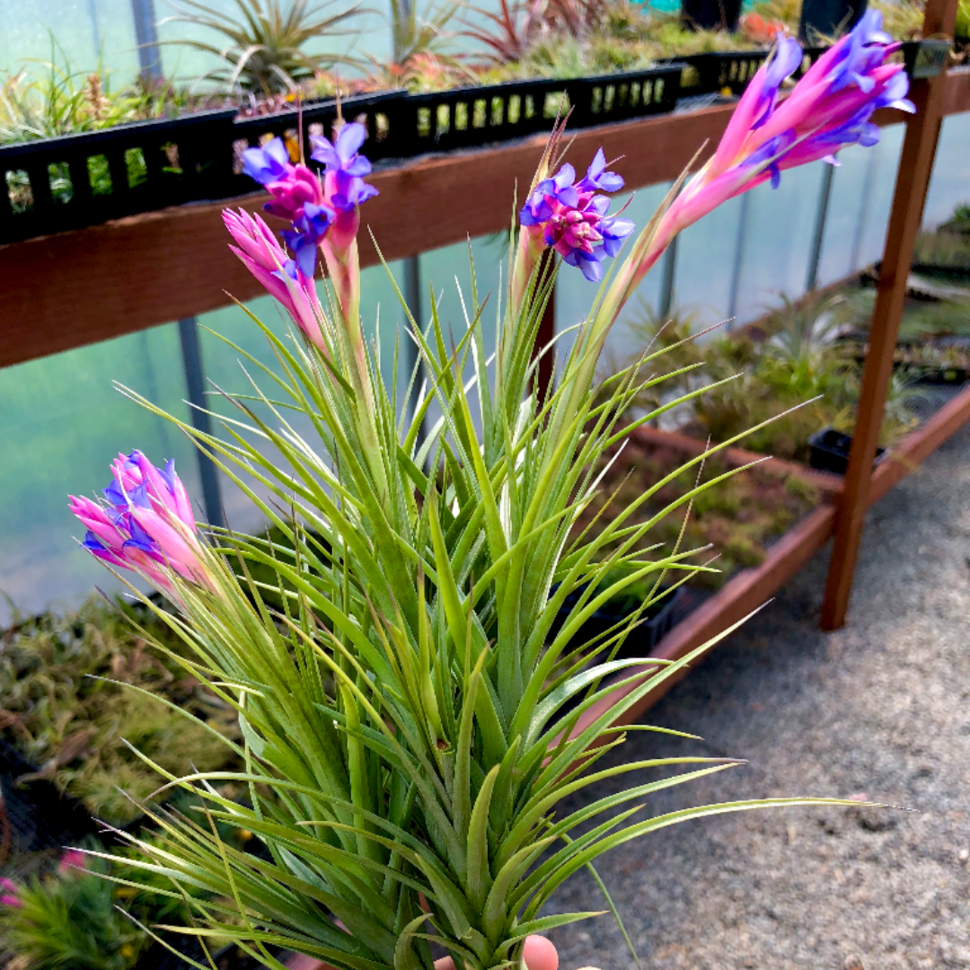 tenuifolia bush air plant tillandsia holder cholla grapewood plant