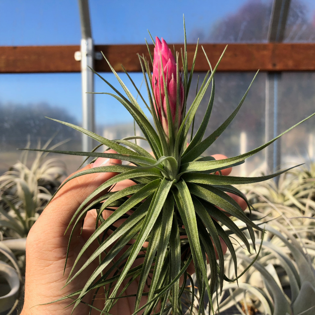 Aeranthos / Bergeri - Air Plant Hub 