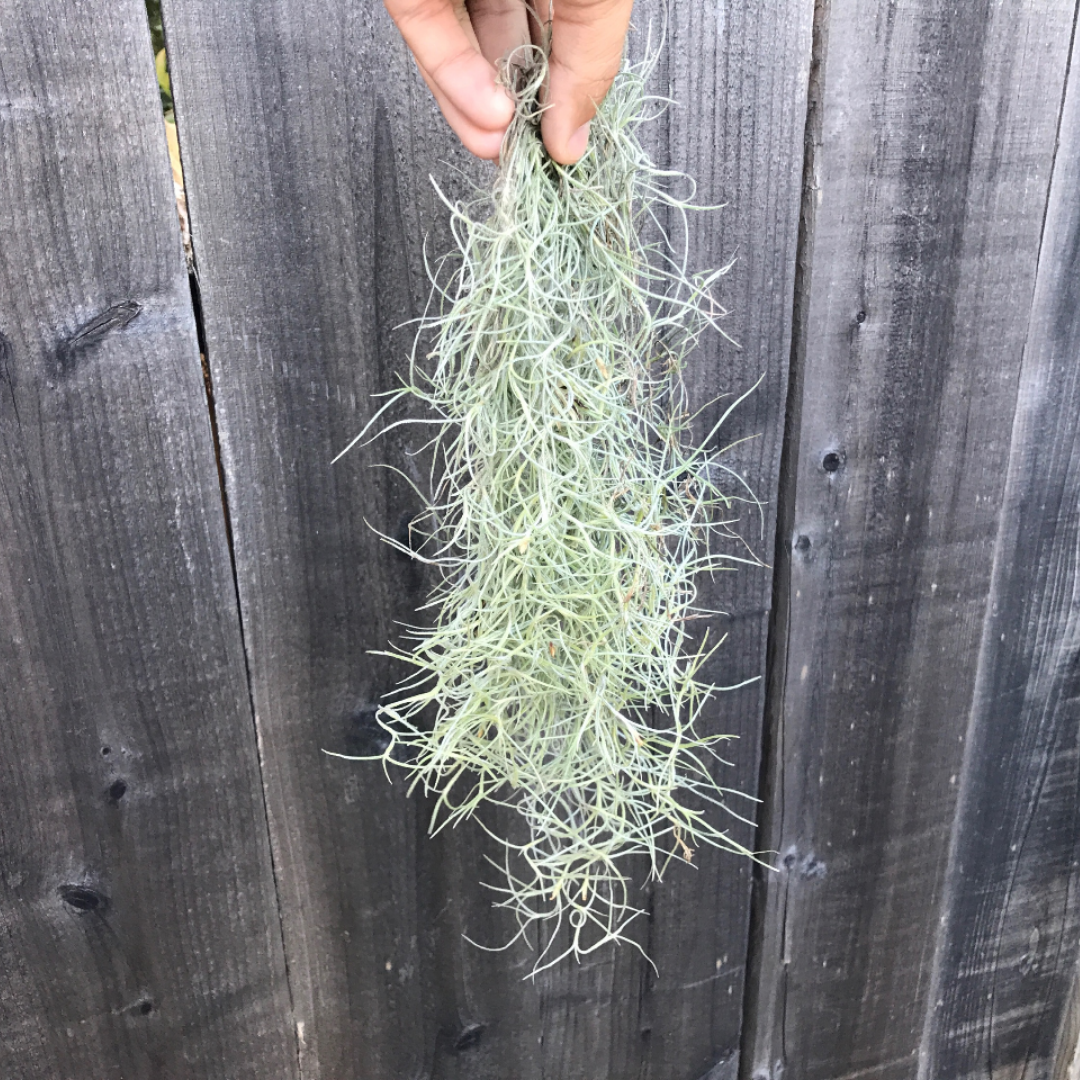 Tillandsia usneoides spanish moss clump hanging wedding plant green