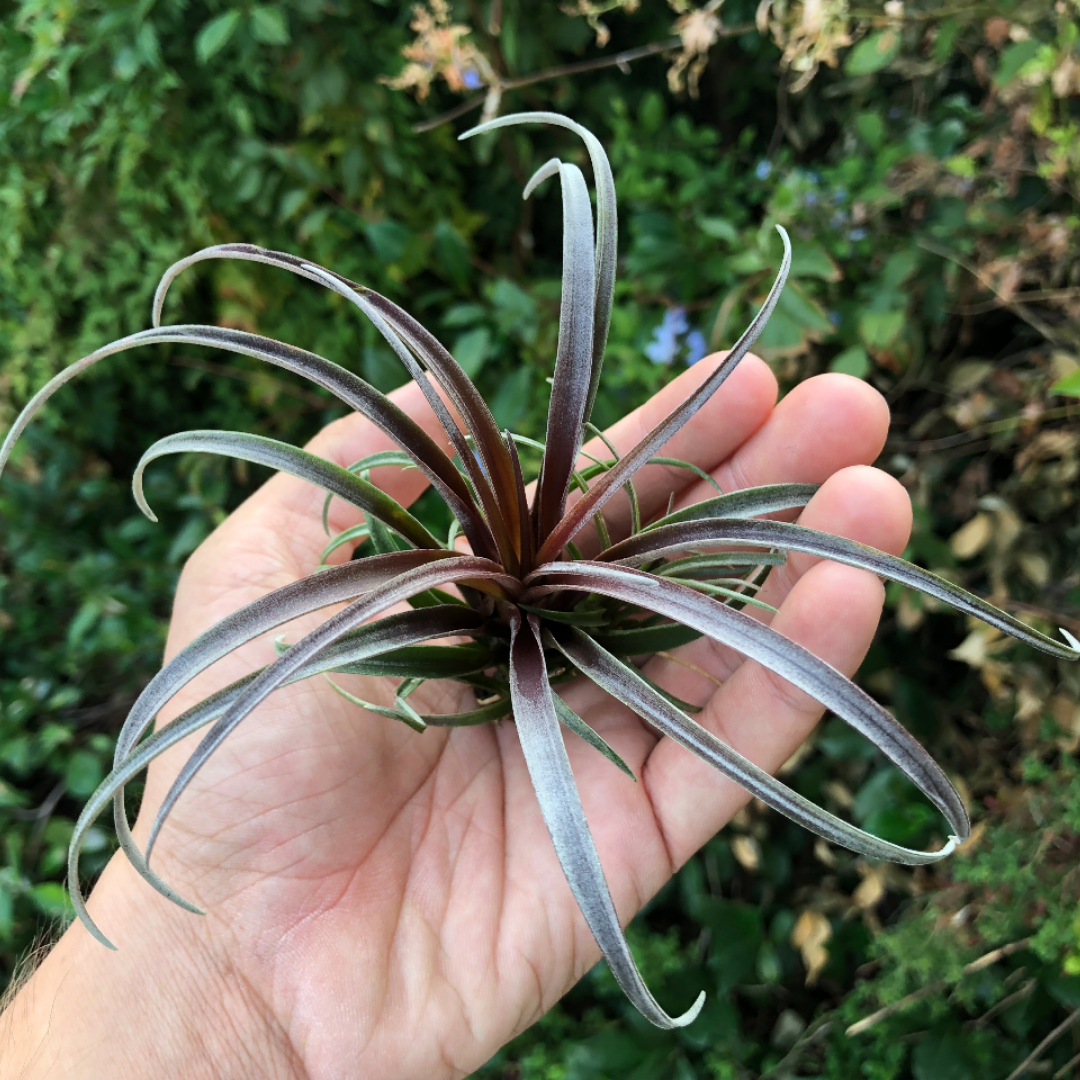 Capitata v Domingensis <br> (Small & Med Sizes) - Air Plant Hub Natural Purple Color Tillandsia Houseplant