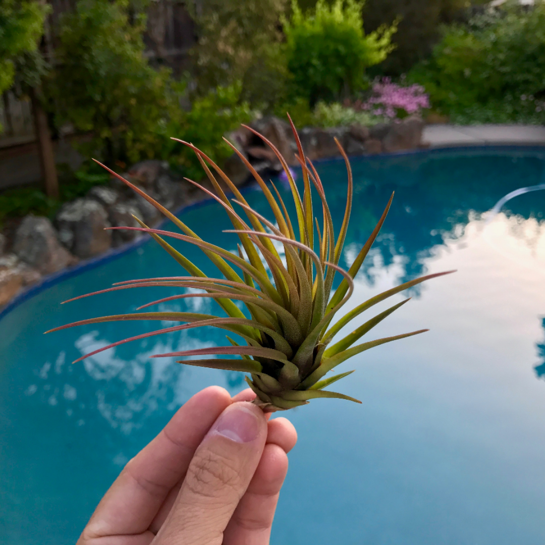 Tricolor v Melanocrater - Air Plant Hub 