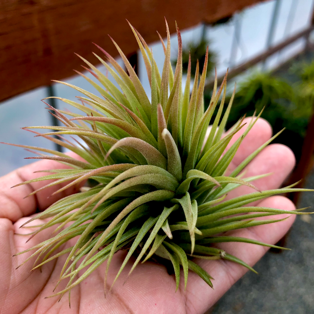 Ionantha 'Fat Boy' - Air Plant Hub 