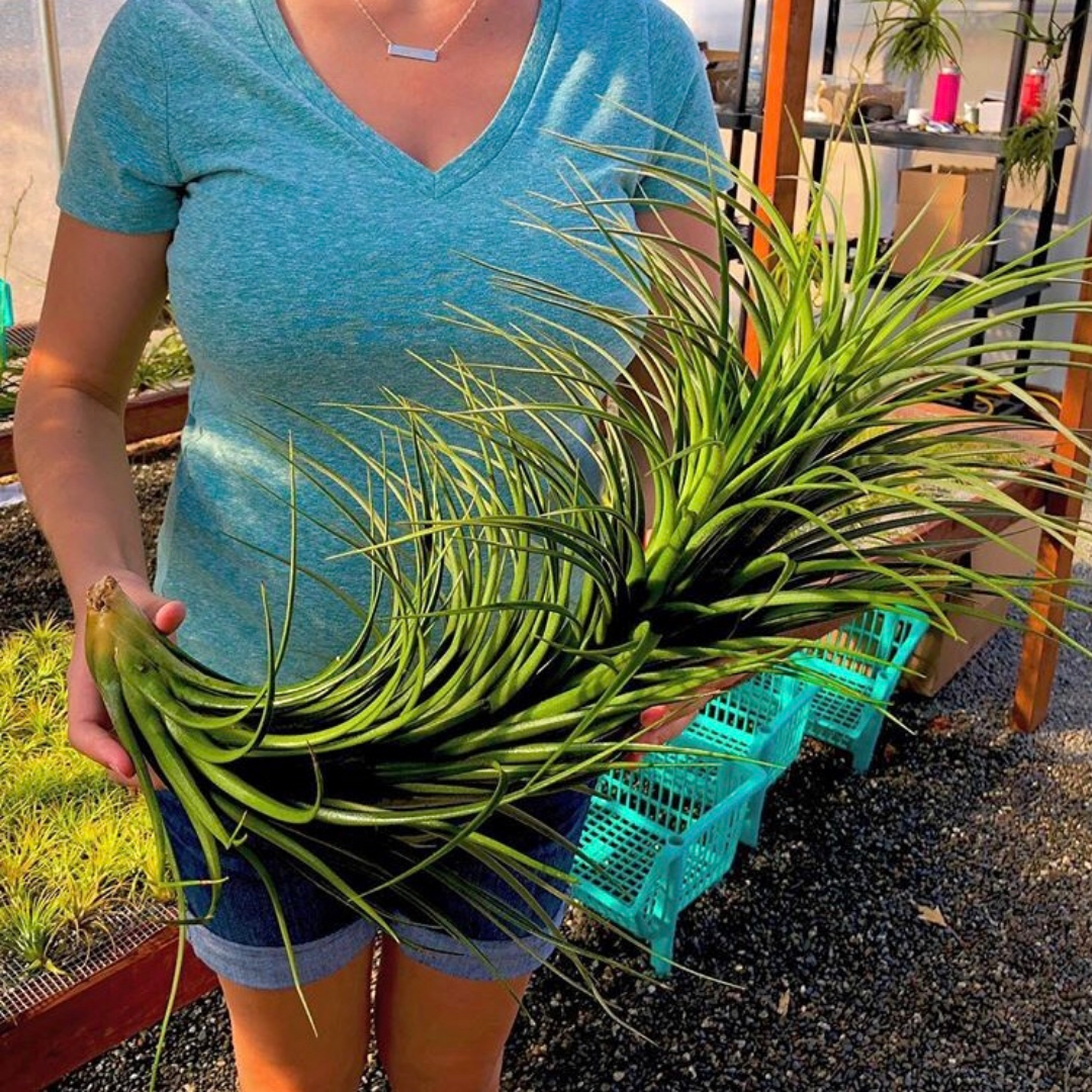 Exserta x Velutina <br> Can Grow Over 2ft! - Air Plant Hub 