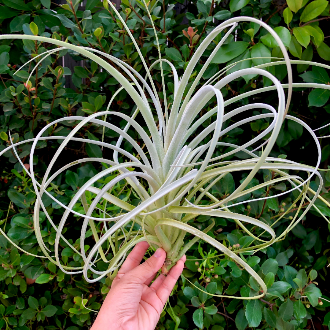 Exserta <br> (Small Sizes In Bloom) - Air Plant Hub 