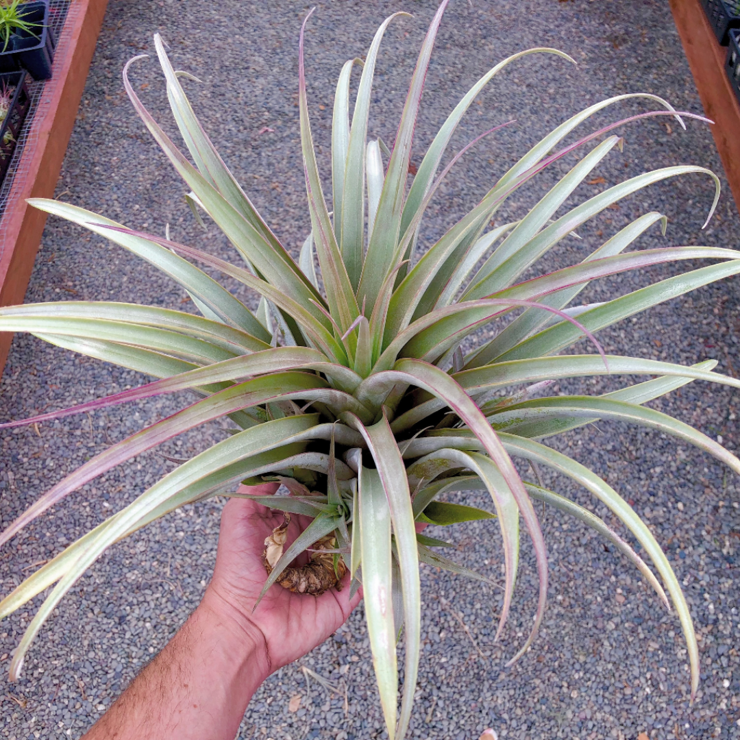 Roseoscapa - Air Plant Hub 