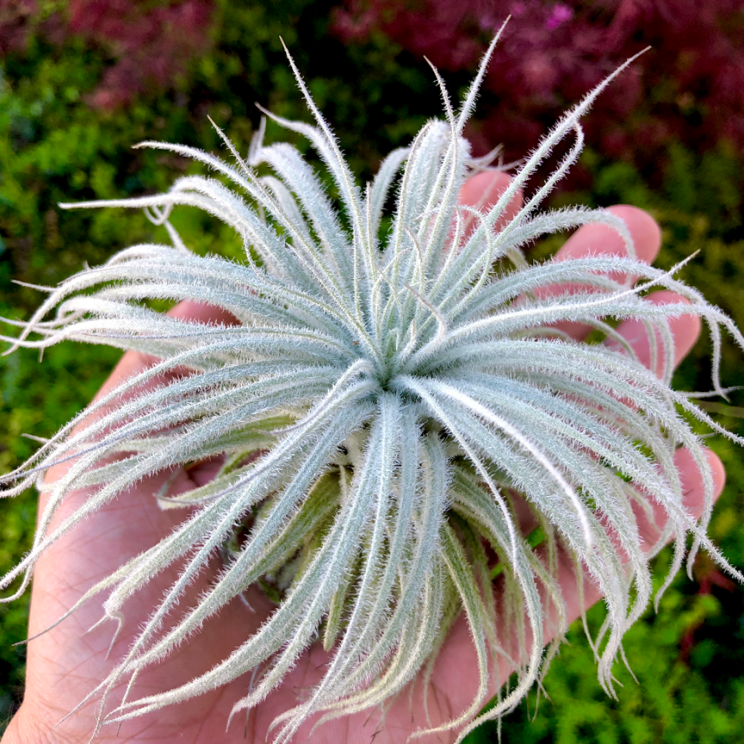 Tillandsia Tectorum Snow Air Plant Fuzzy Trichome wedding bouquet plant, floral design, living wall