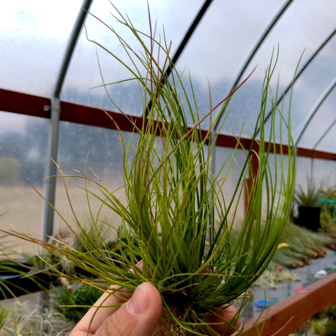 Setacea <br> Clumps & Singles - Air Plant Hub 