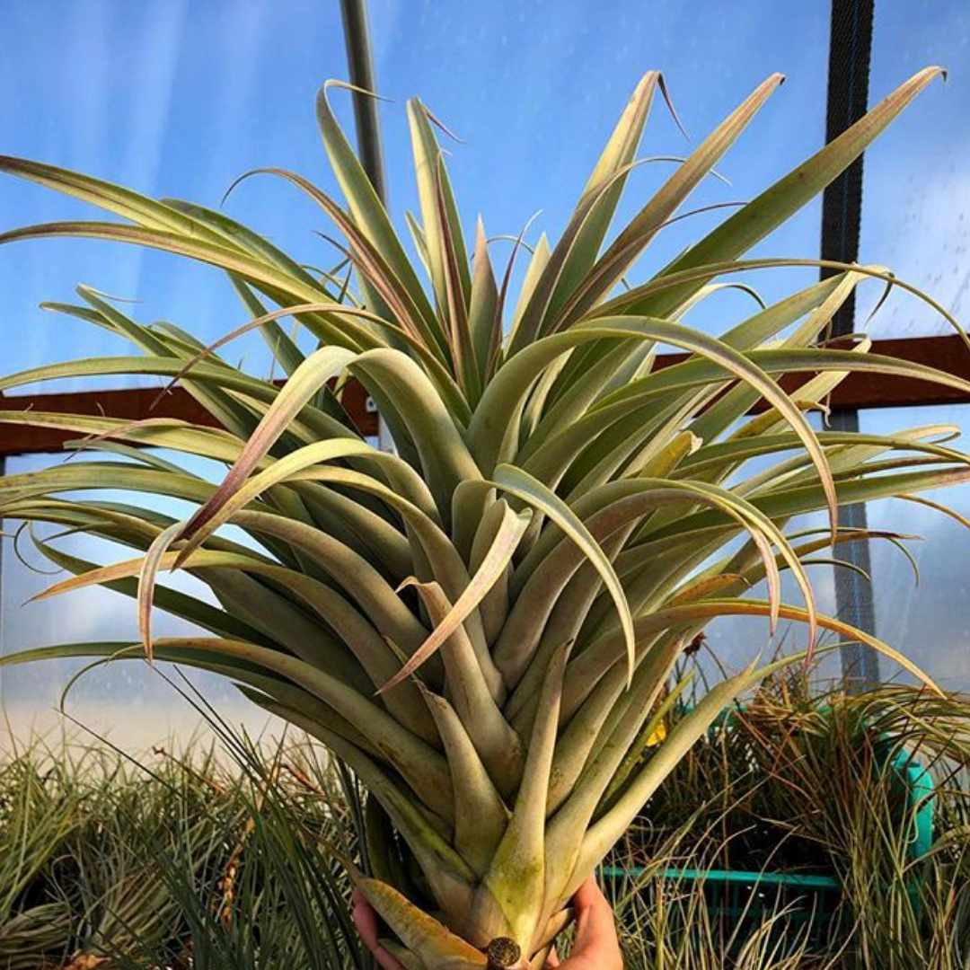 Roseoscapa - Air Plant Hub 